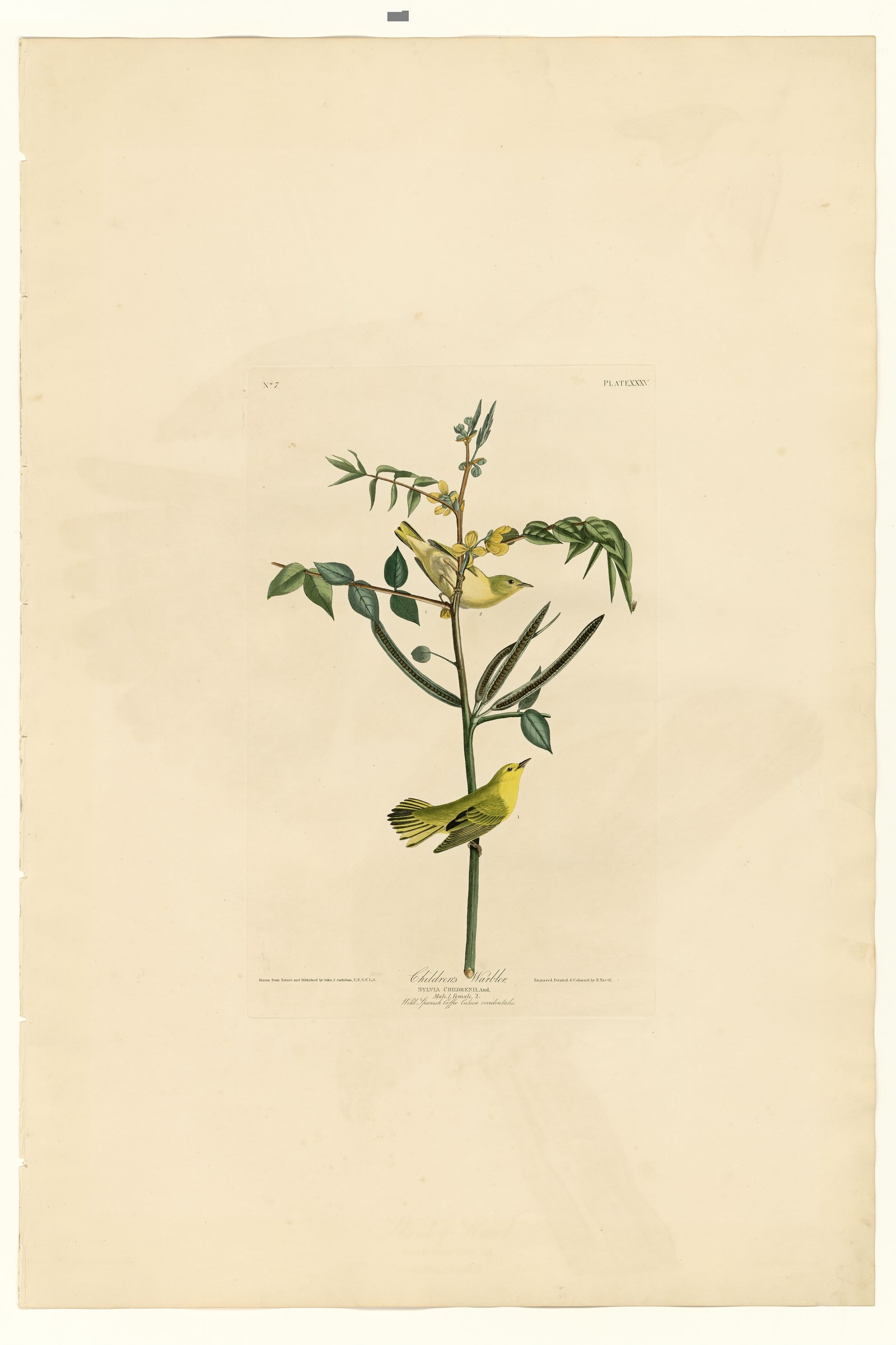 Children's Warbler