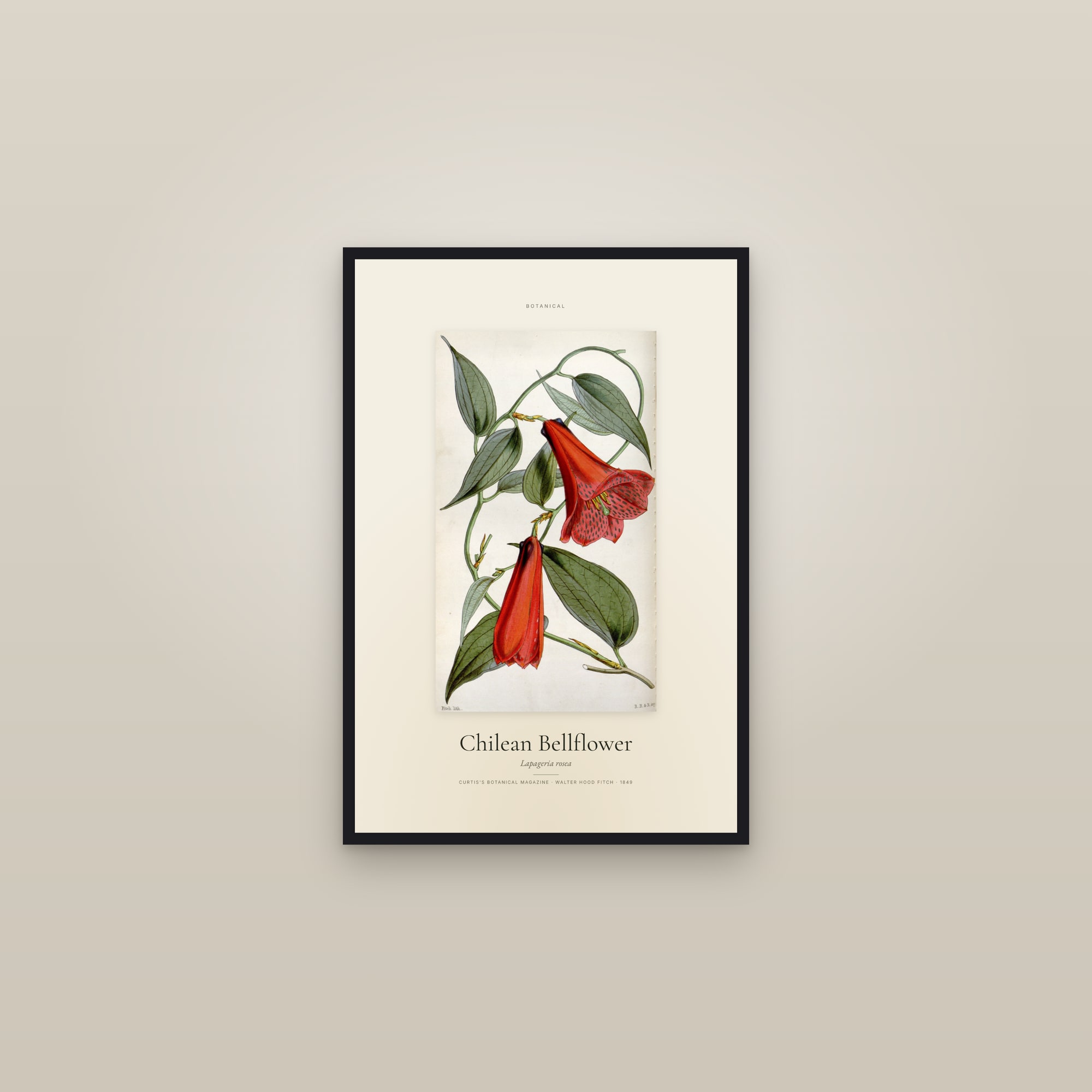 Chilean Bellflower — Specimen — framed in a gallery setting