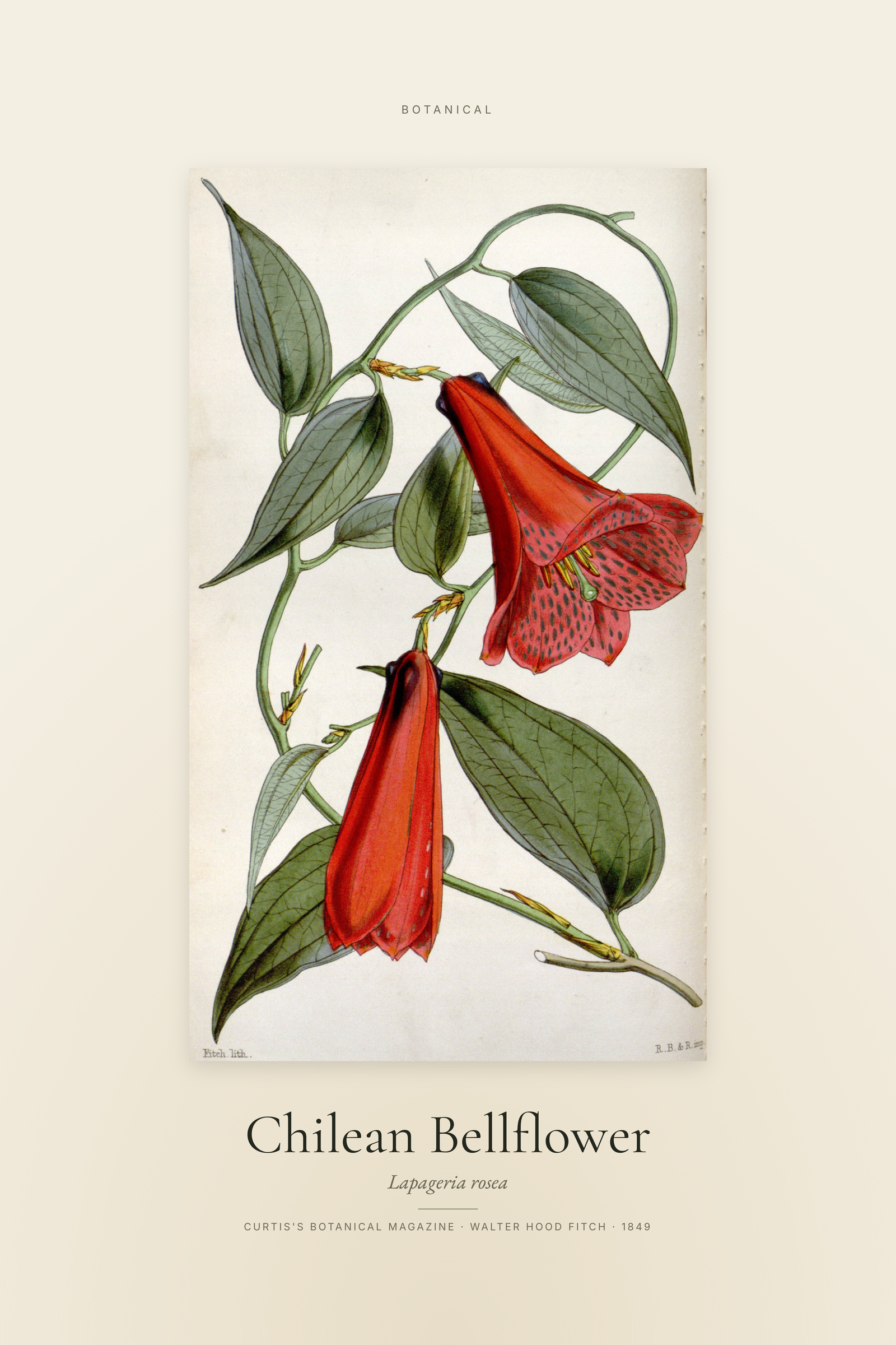 Chilean Bellflower — Specimen
