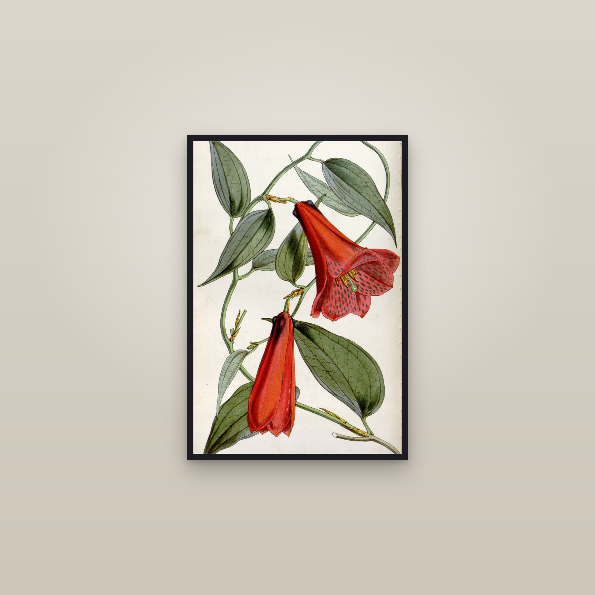 Chilean Bellflower — framed in a gallery setting