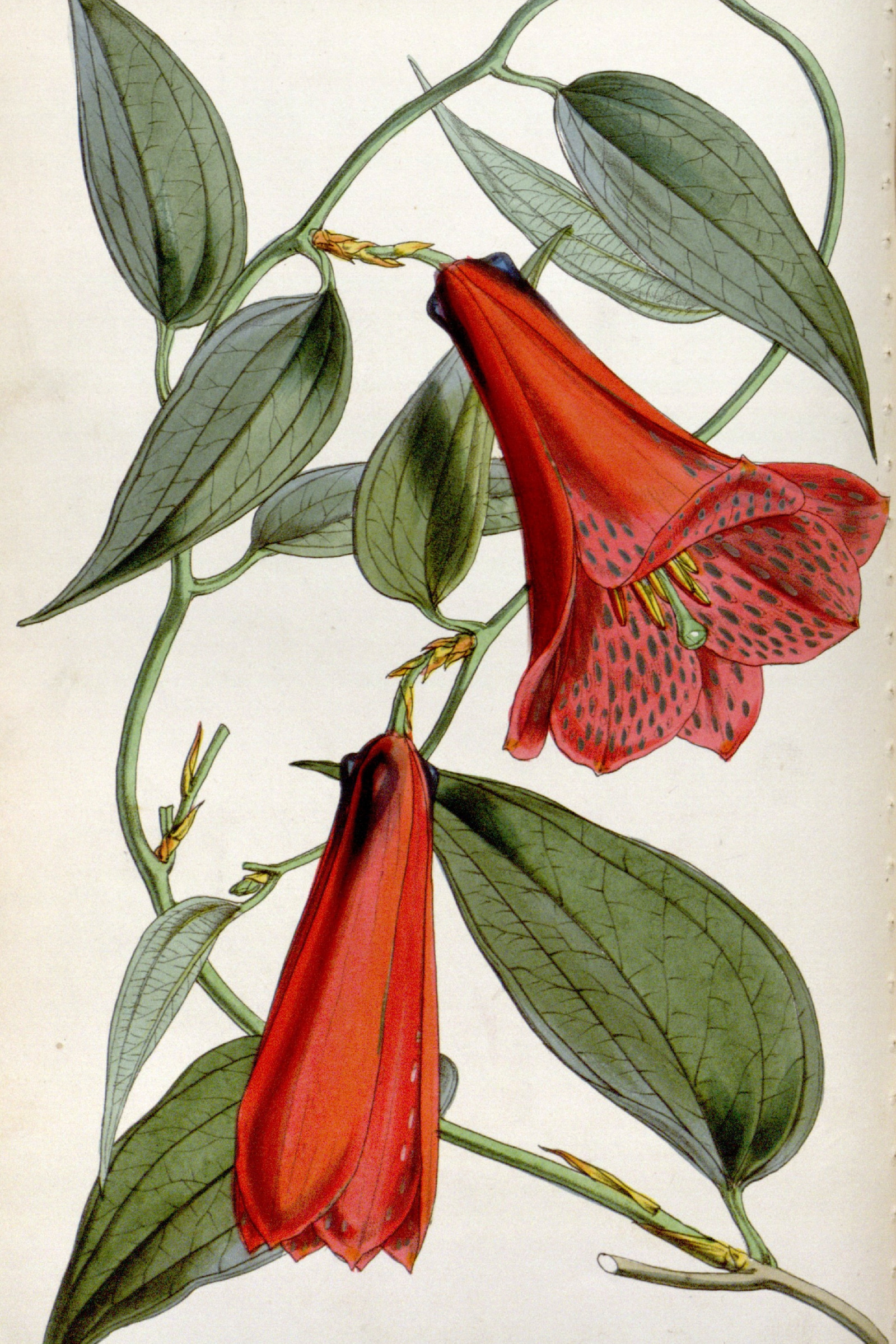 Chilean Bellflower