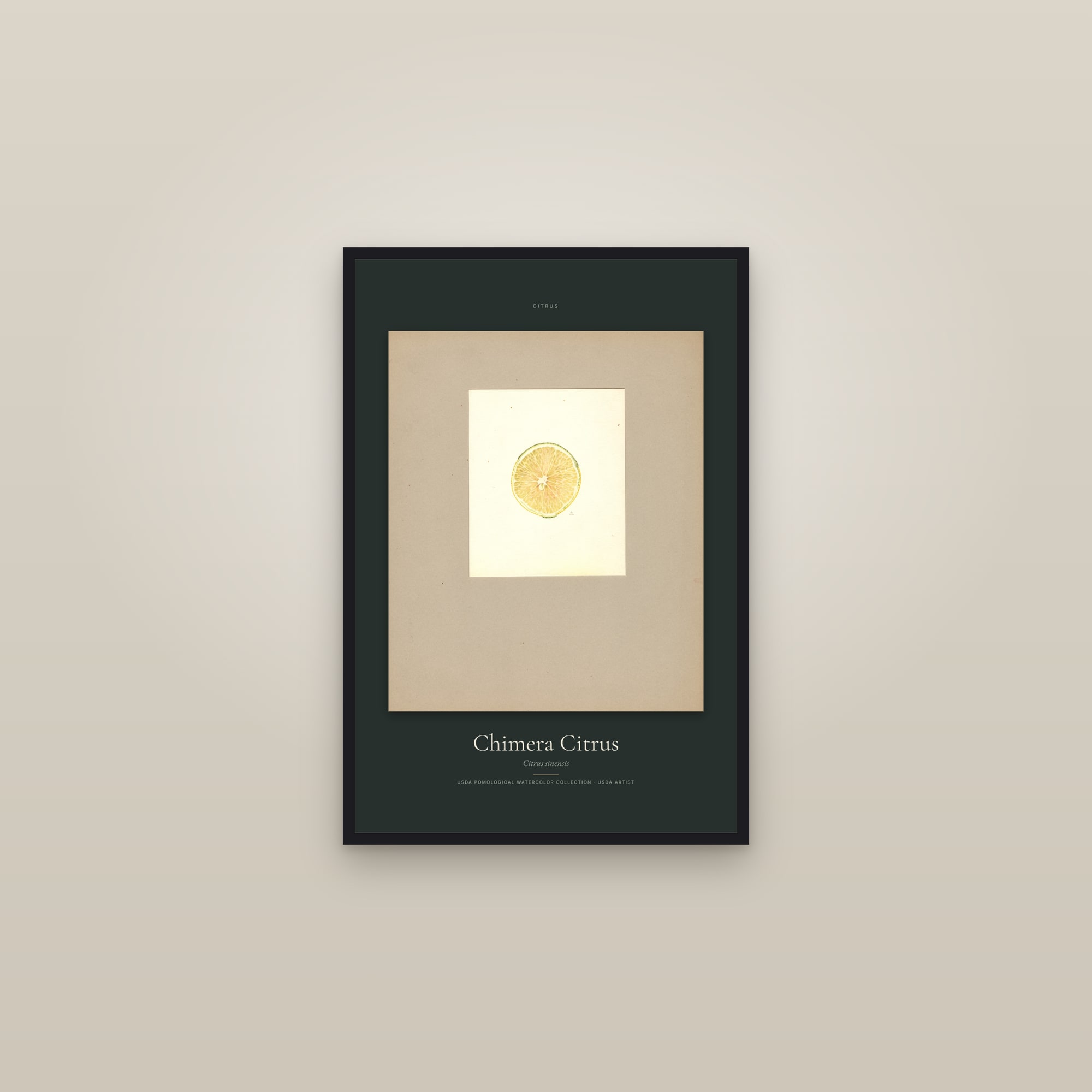 Chimera Citrus — Specimen — framed in a gallery setting