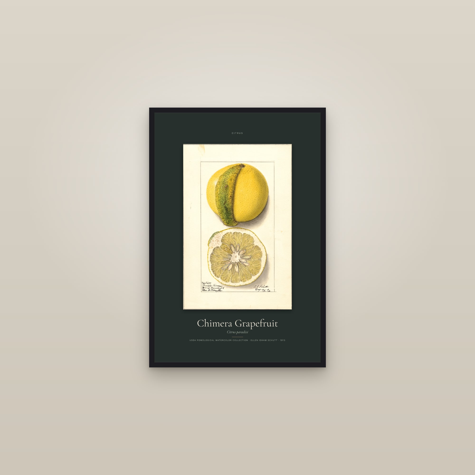 Chimera Grapefruit — Specimen — framed in a gallery setting