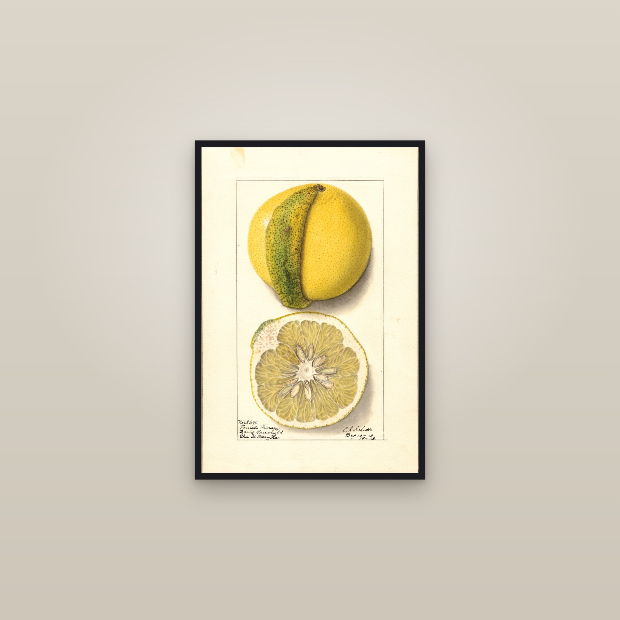 Chimera Grapefruit — framed in a gallery setting