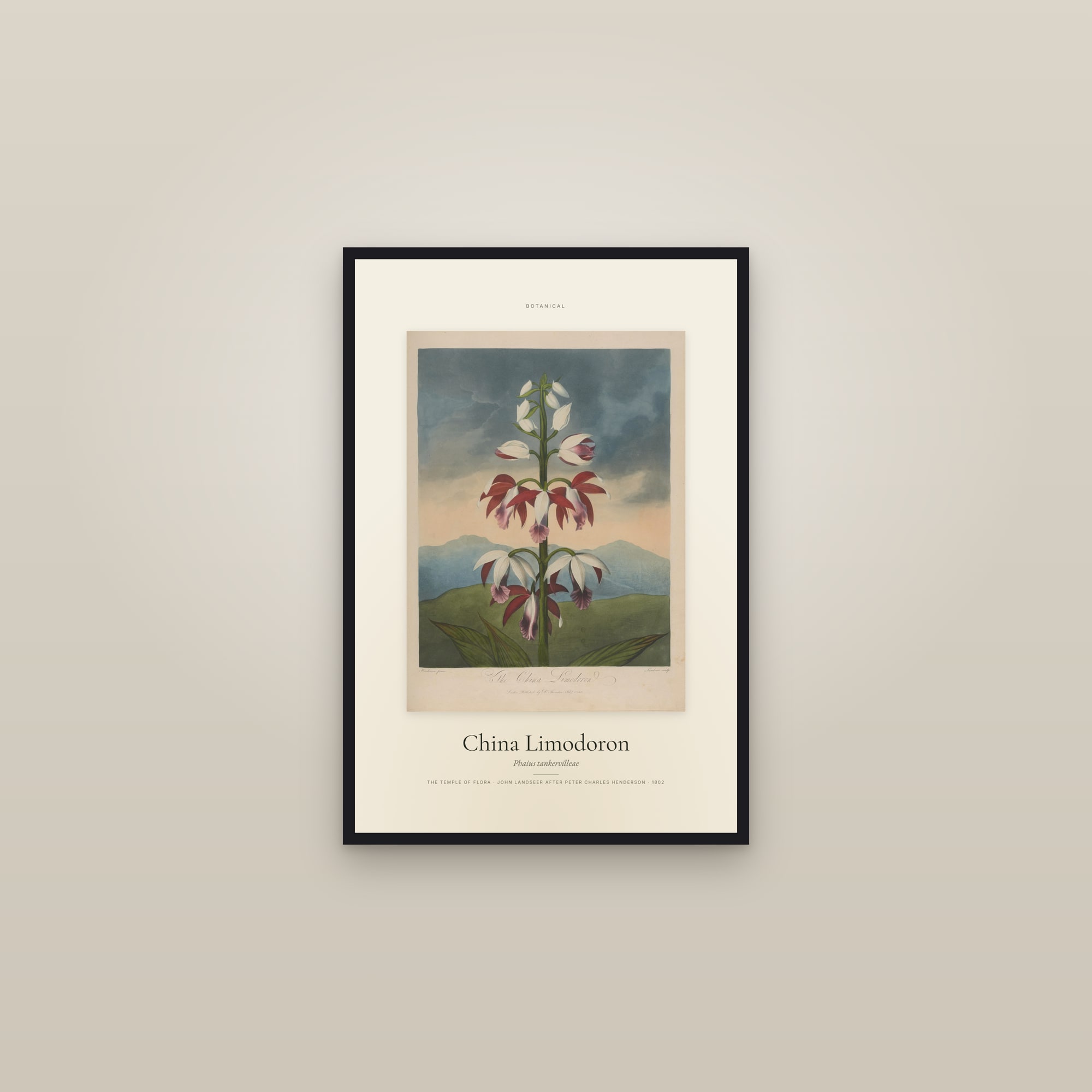 China Limodoron — Specimen — framed in a gallery setting