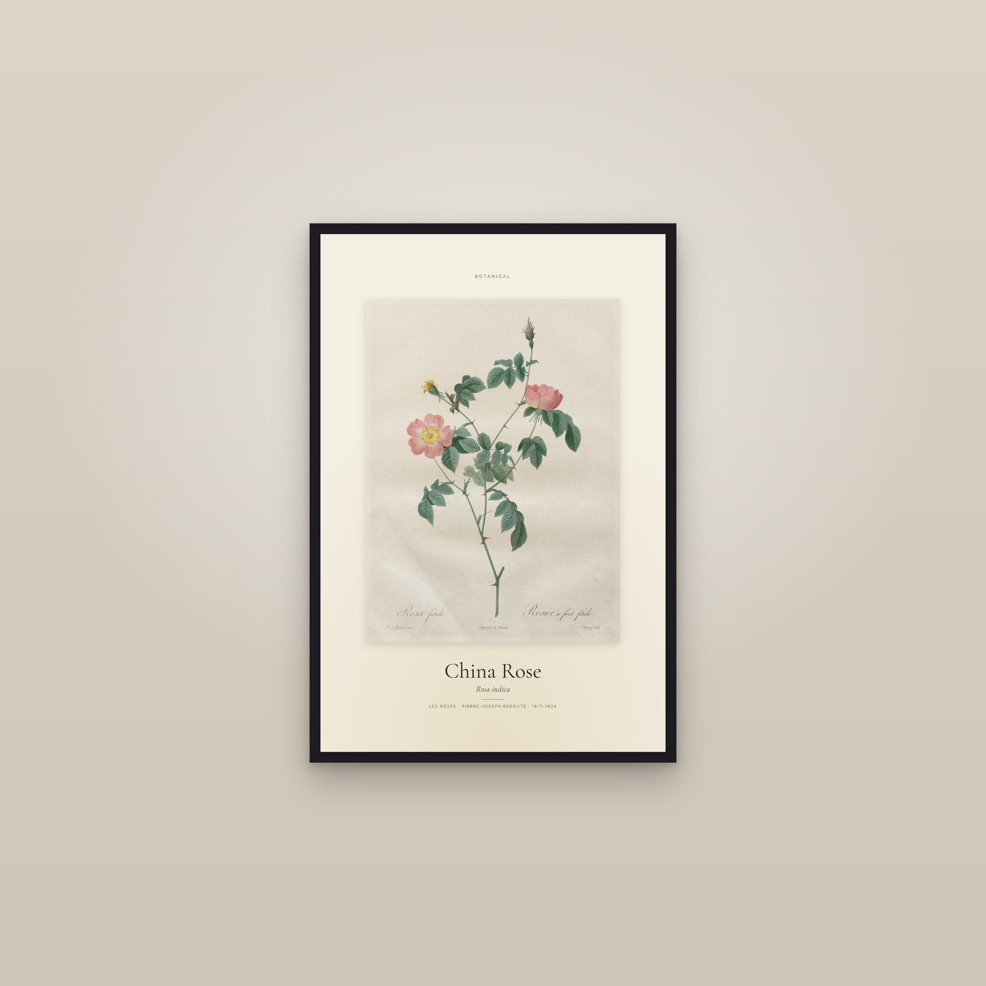 China Rose — Specimen