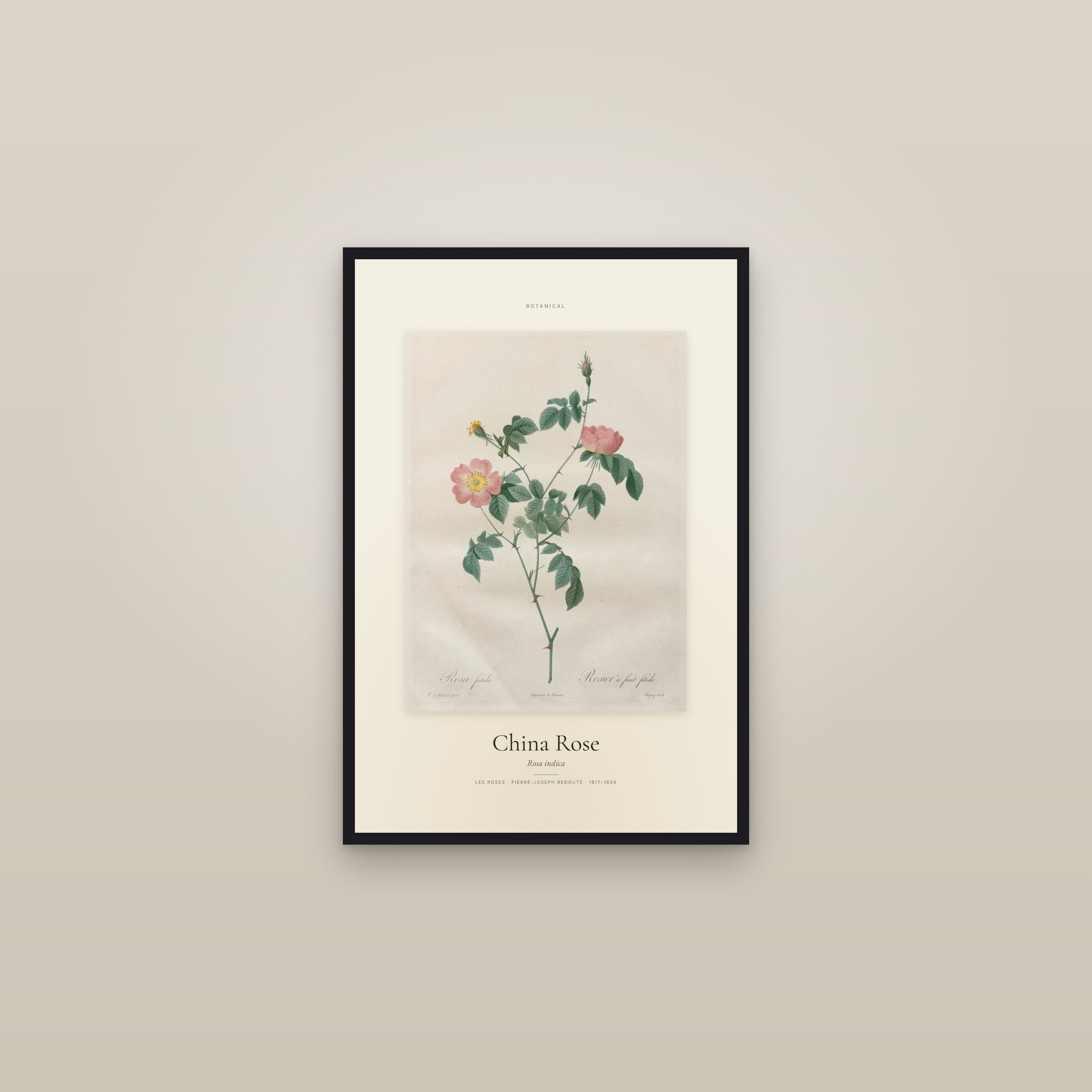 China Rose — Specimen — framed in a gallery setting
