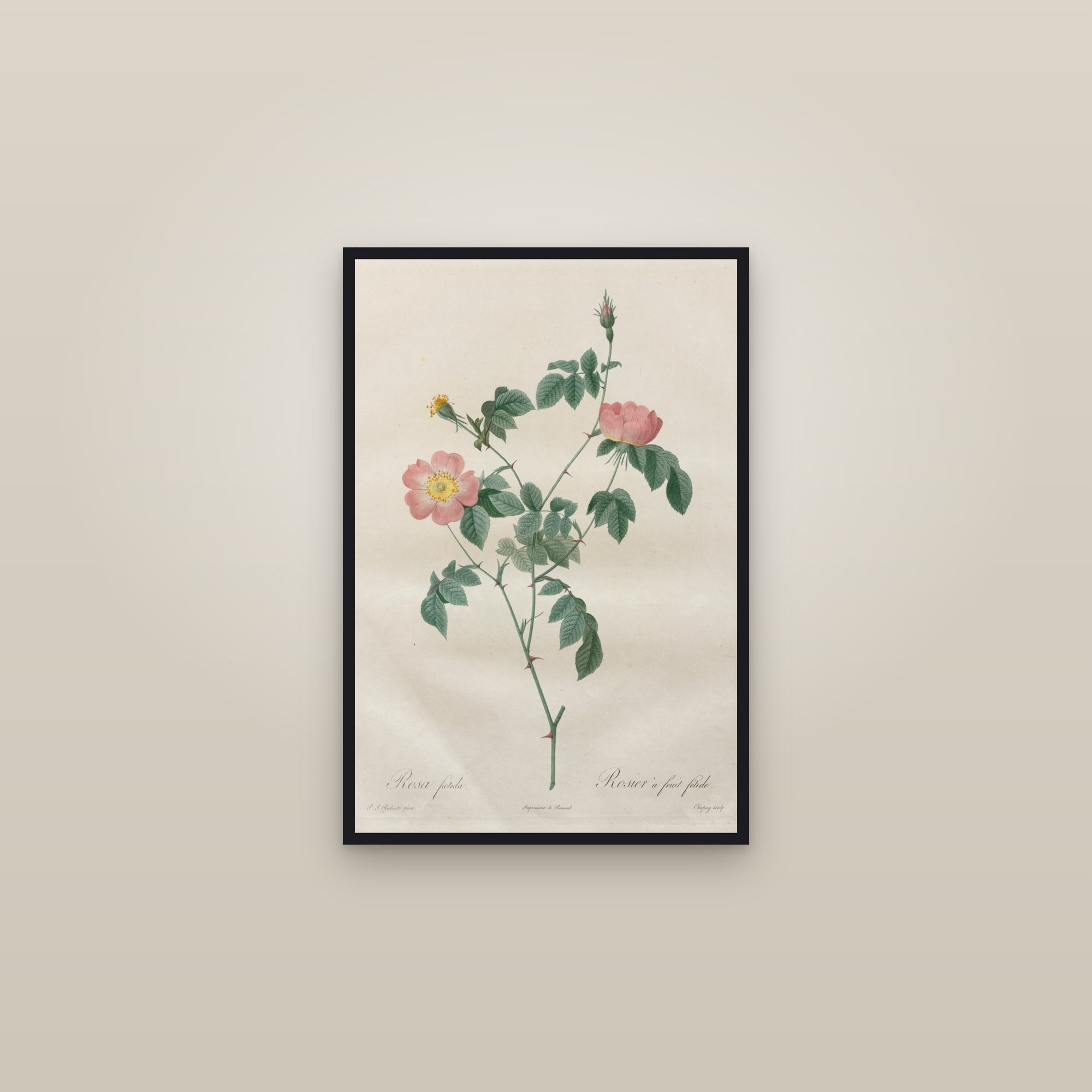 China Rose — framed in a gallery setting