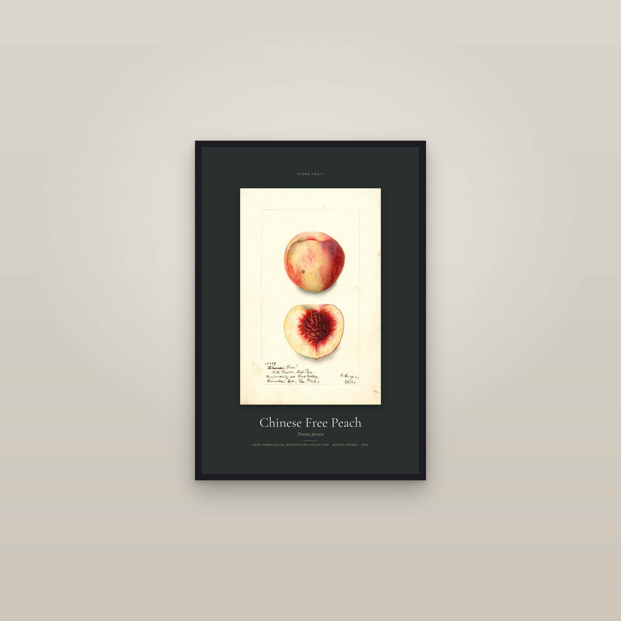 Chinese Free Peach — Specimen — framed in a gallery setting