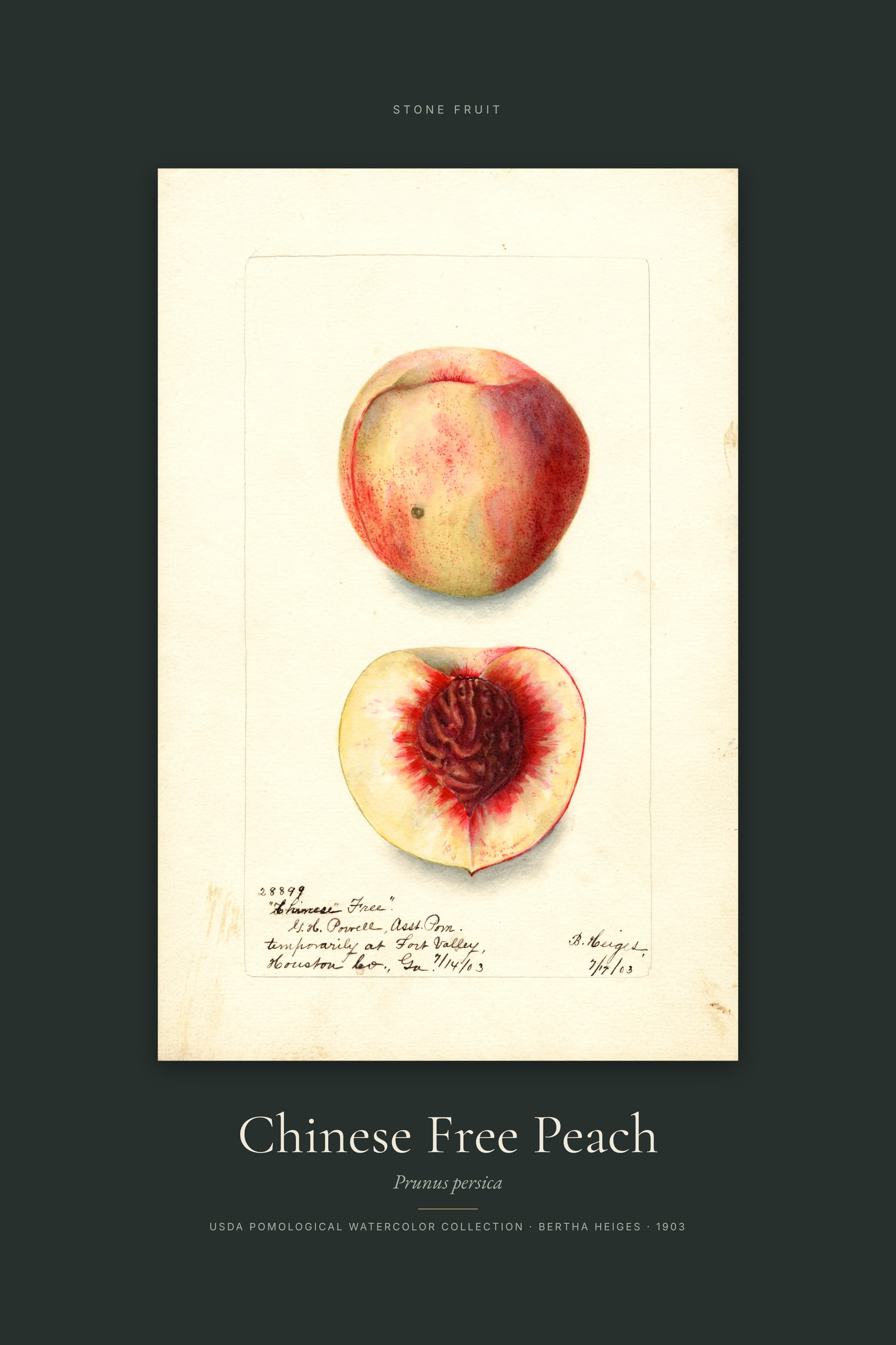 Chinese Free Peach — Specimen