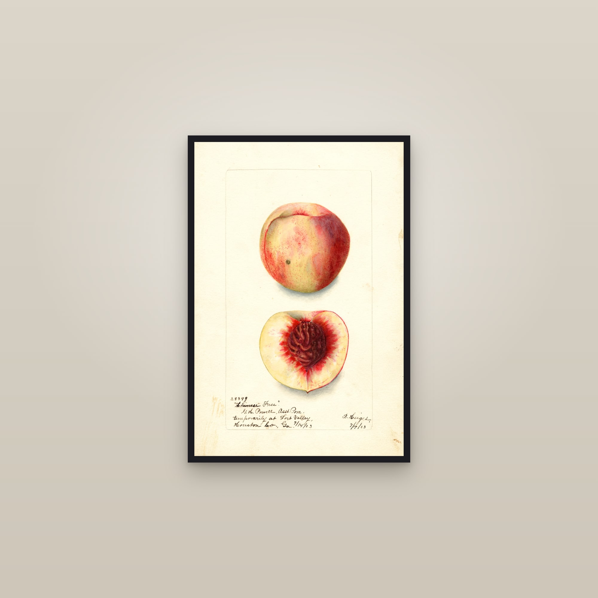 Chinese Free Peach — framed in a gallery setting