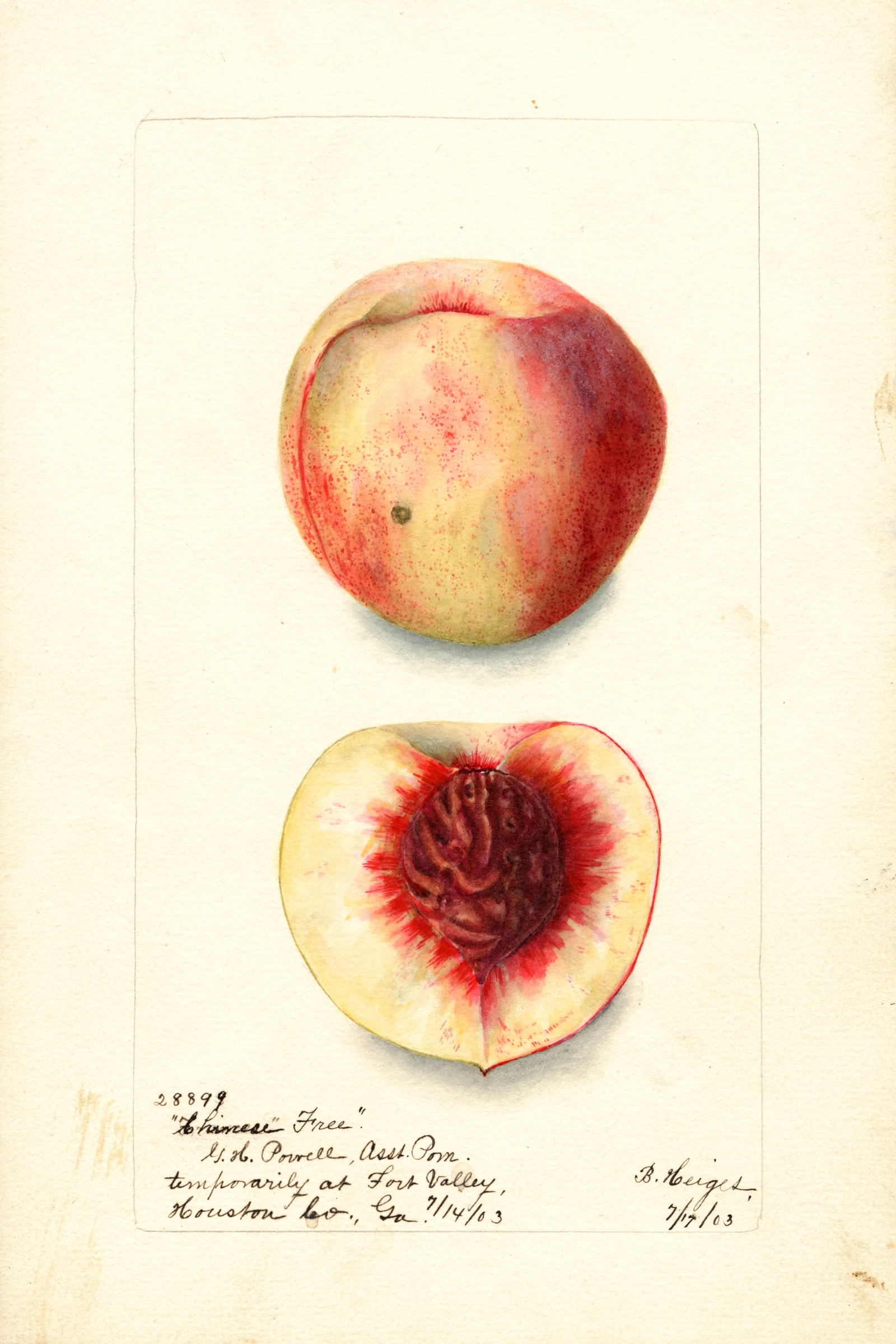Chinese Free Peach