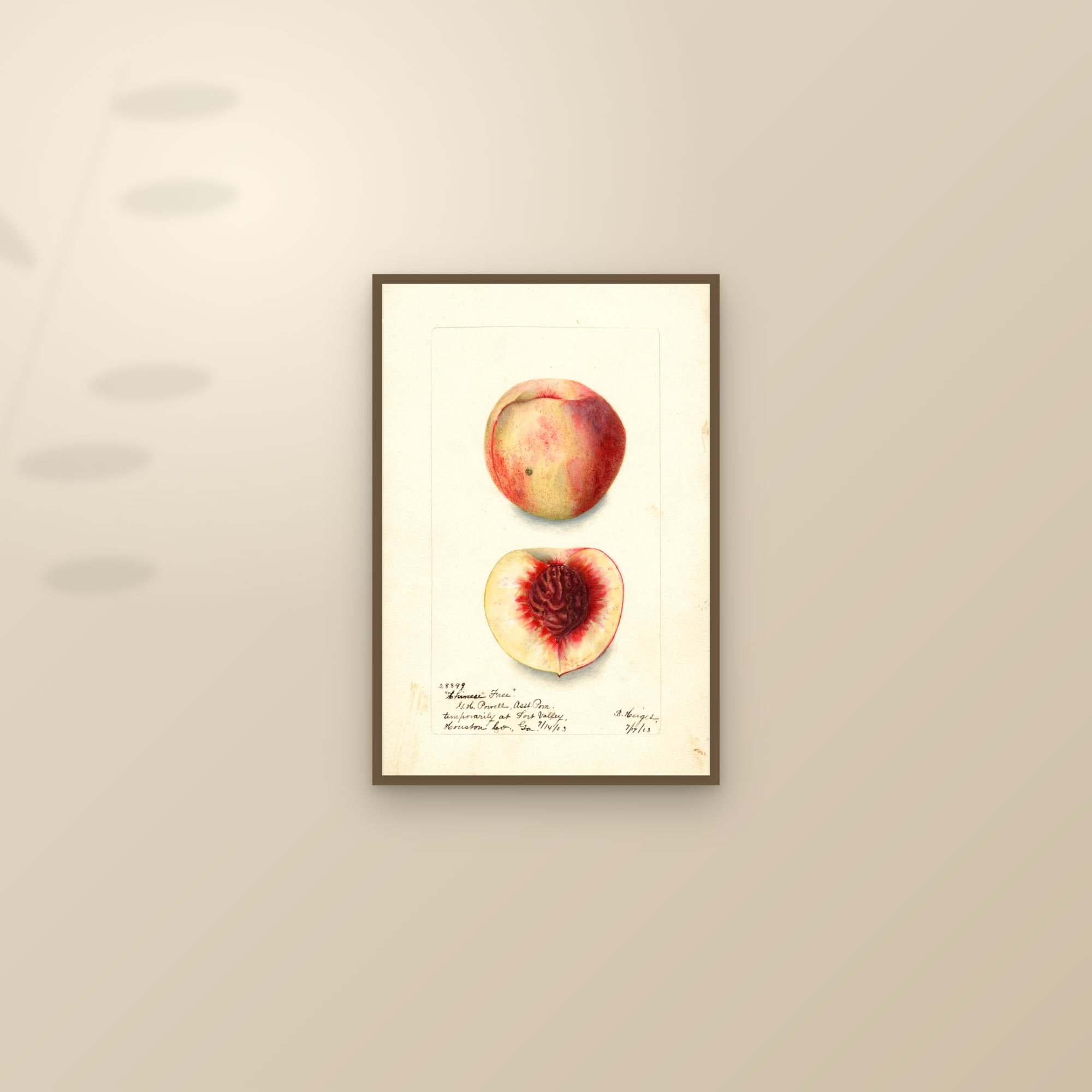 Chinese Free Peach — framed and styled on a sunlit wall