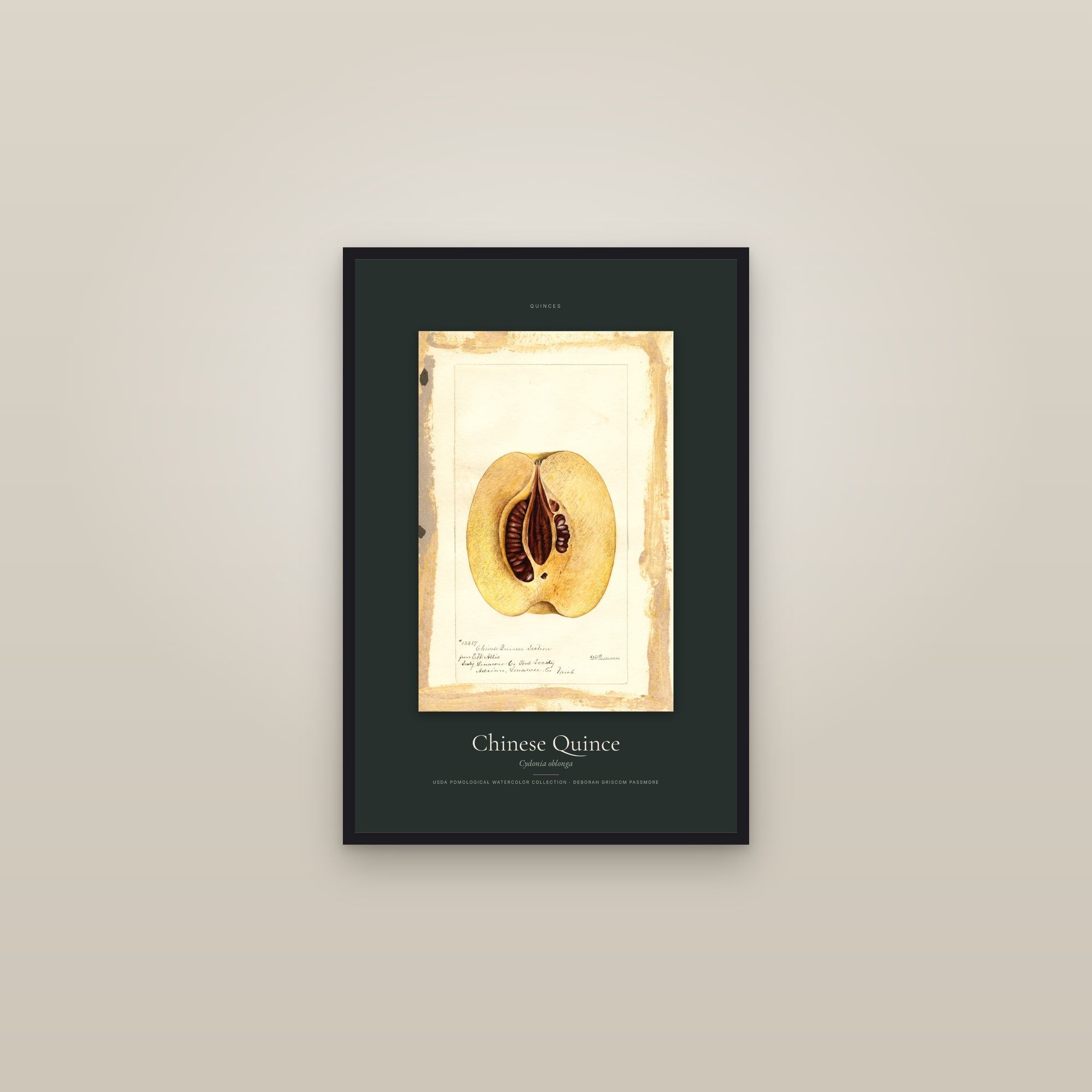 Chinese Quince — Specimen — framed in a gallery setting