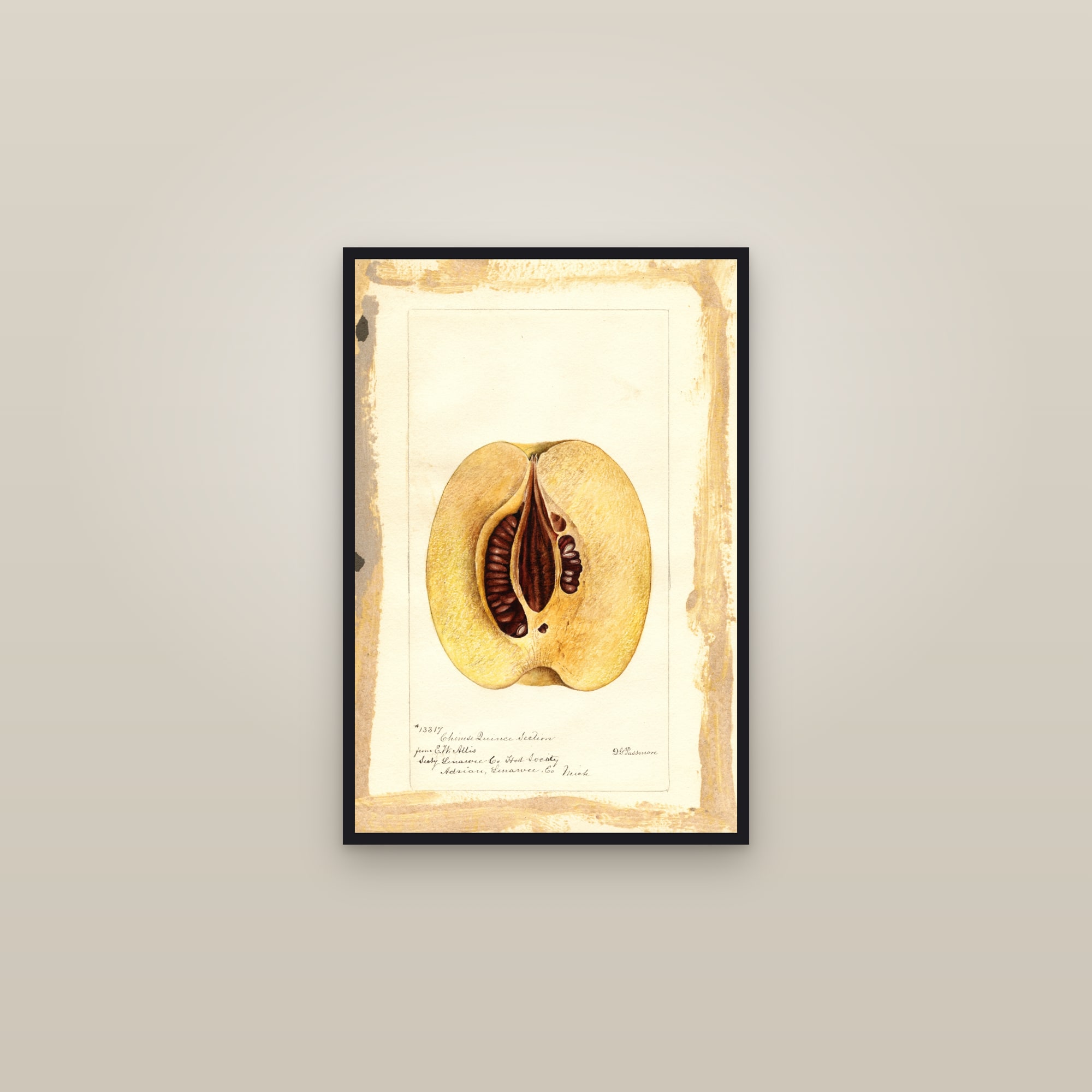 Chinese Quince — framed in a gallery setting