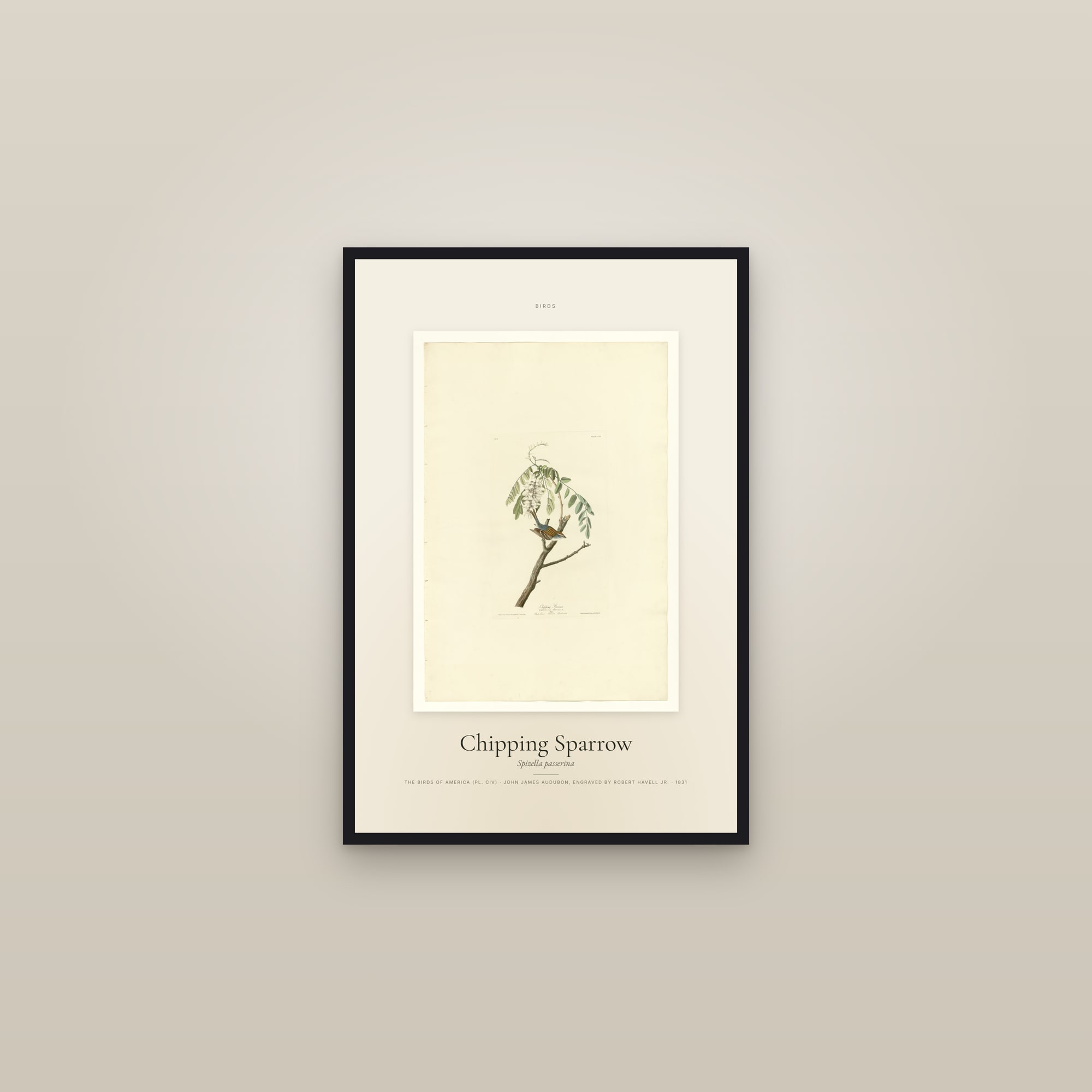 Chipping Sparrow — Specimen — framed in a gallery setting
