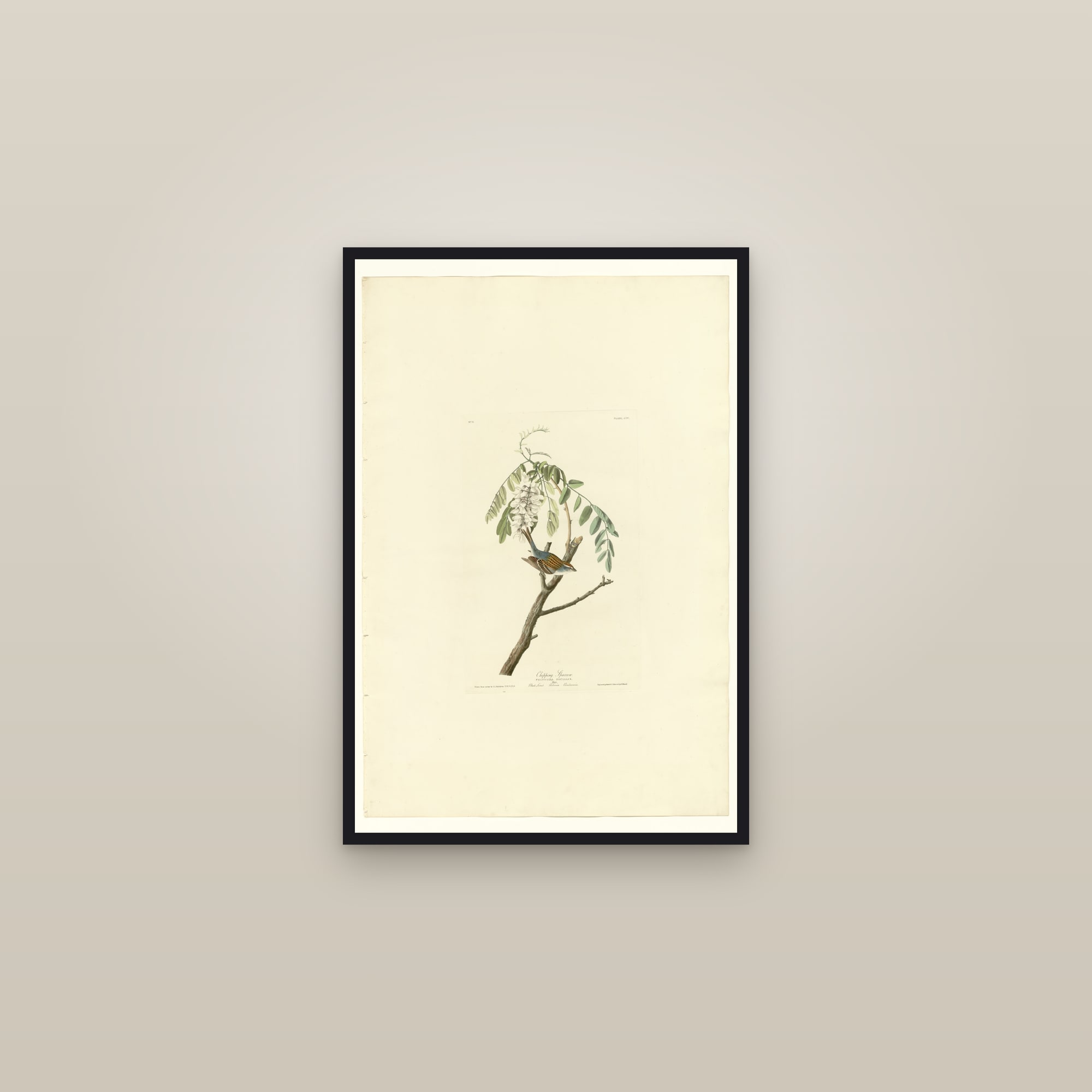Chipping Sparrow — framed in a gallery setting
