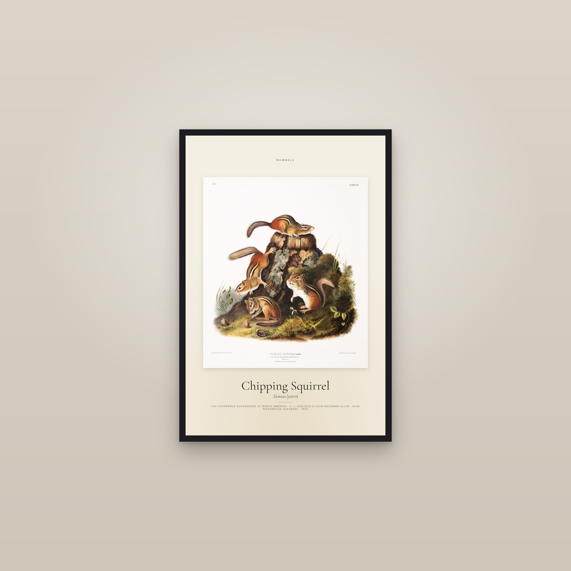 Chipping Squirrel — Specimen — framed in a gallery setting