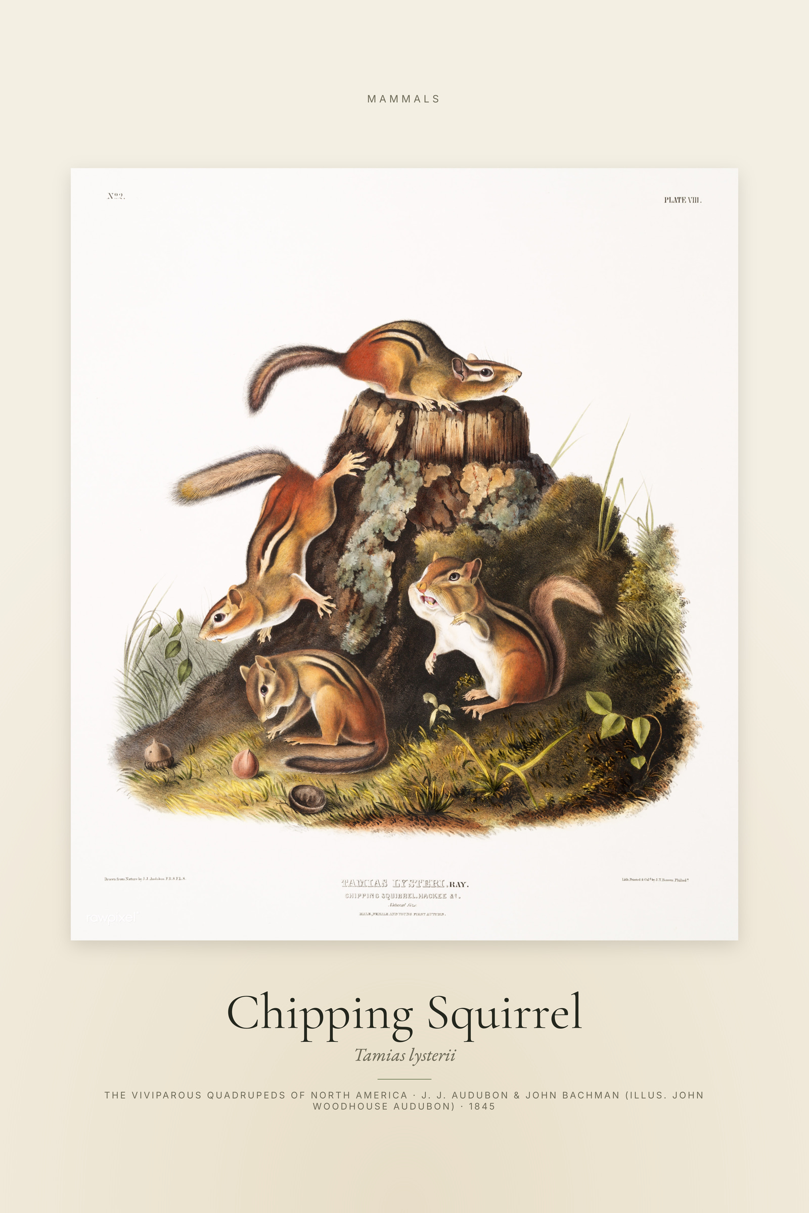 Chipping Squirrel — Specimen