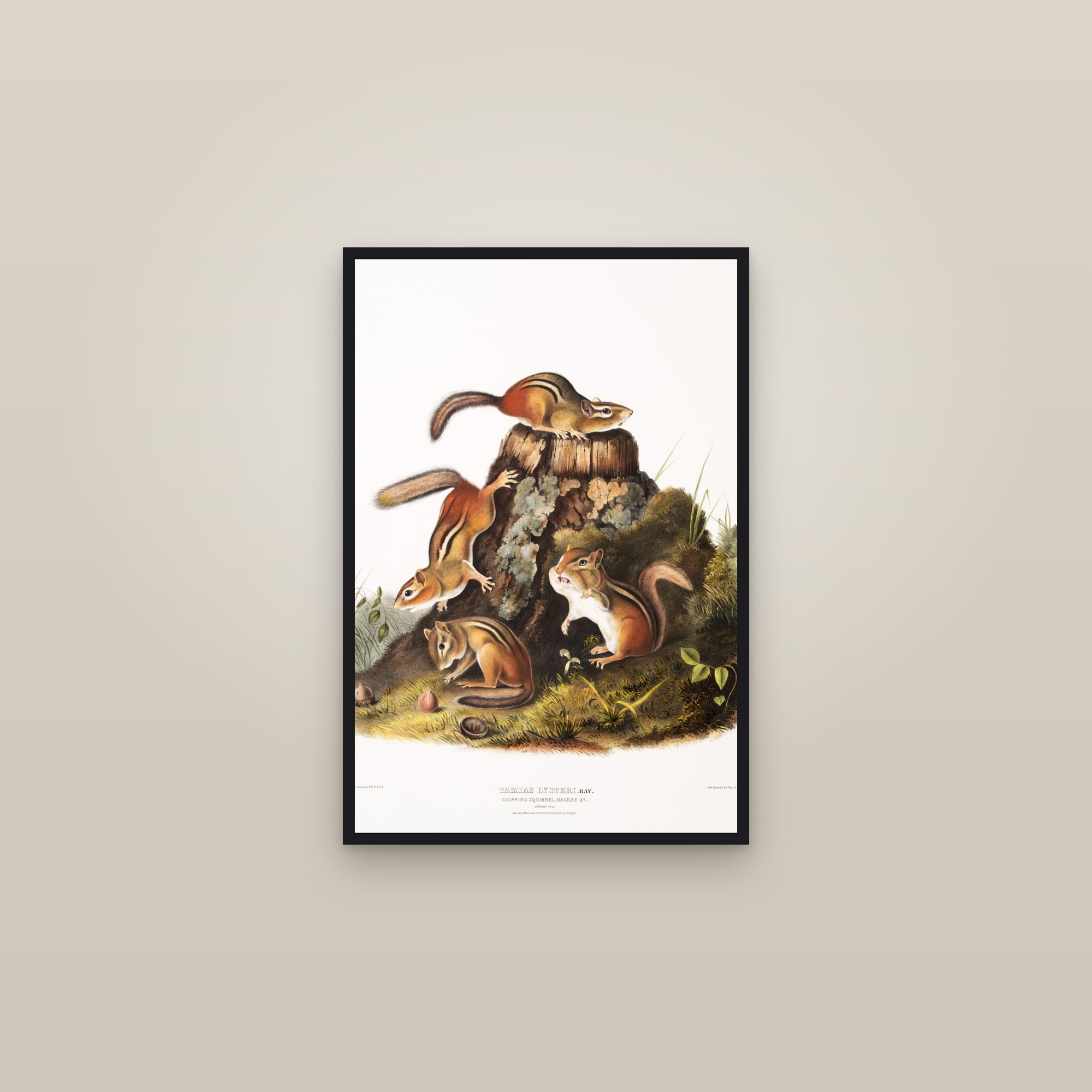 Chipping Squirrel — framed in a gallery setting