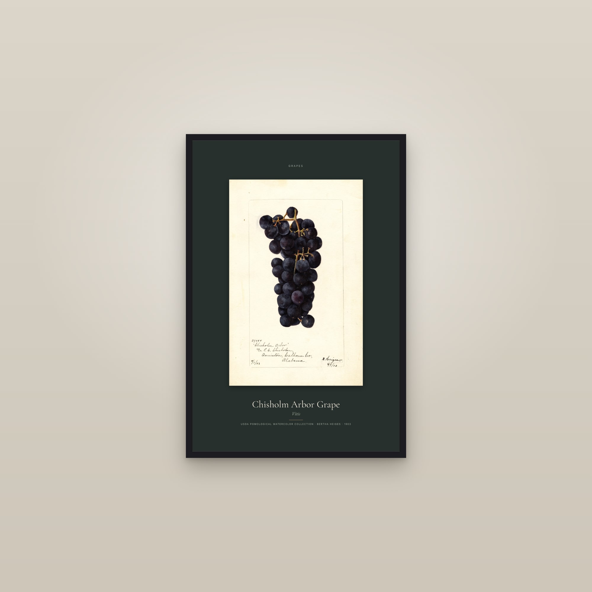 Chisholm Arbor Grape — Specimen — framed in a gallery setting