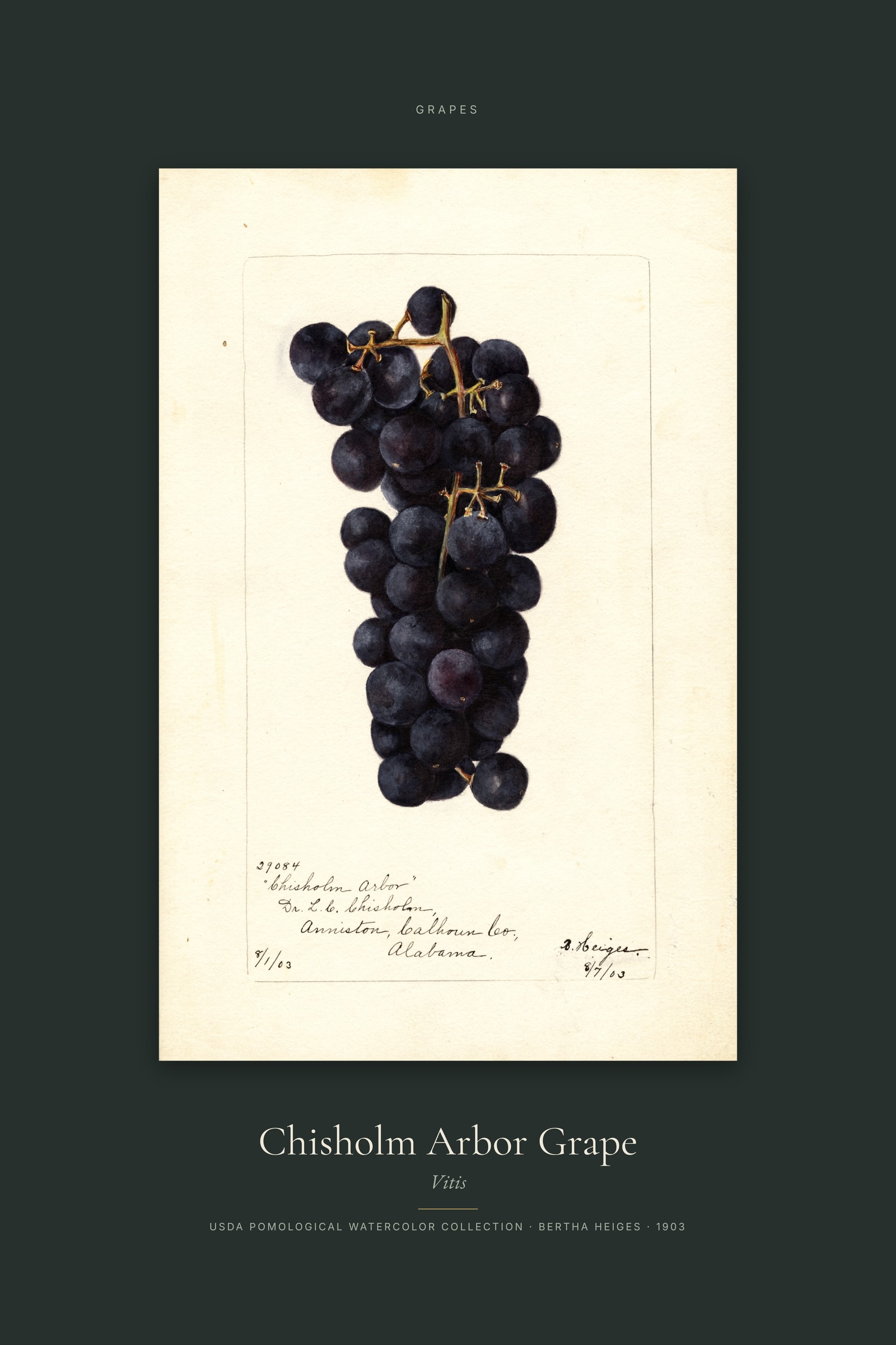 Chisholm Arbor Grape — Specimen