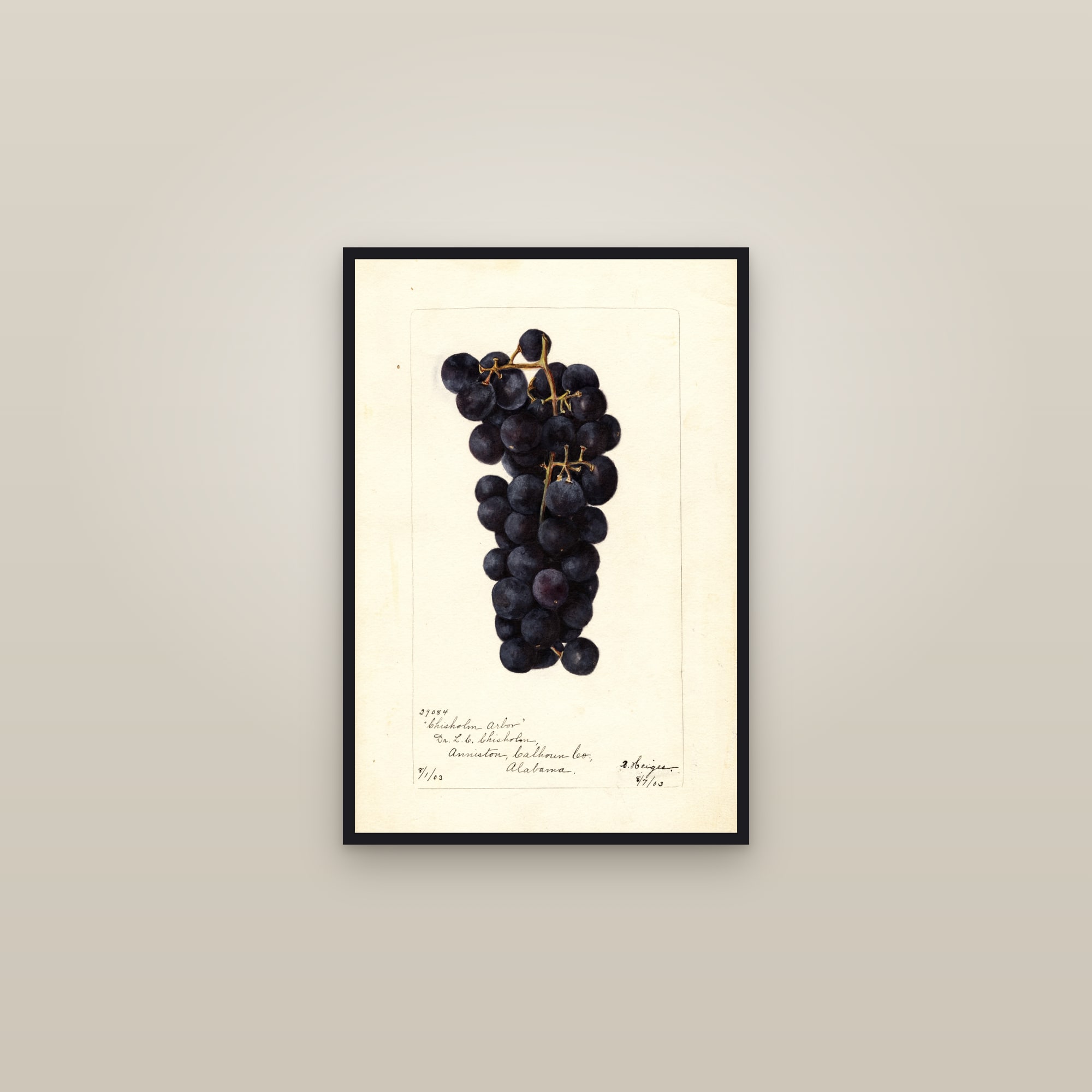 Chisholm Arbor Grape — framed in a gallery setting