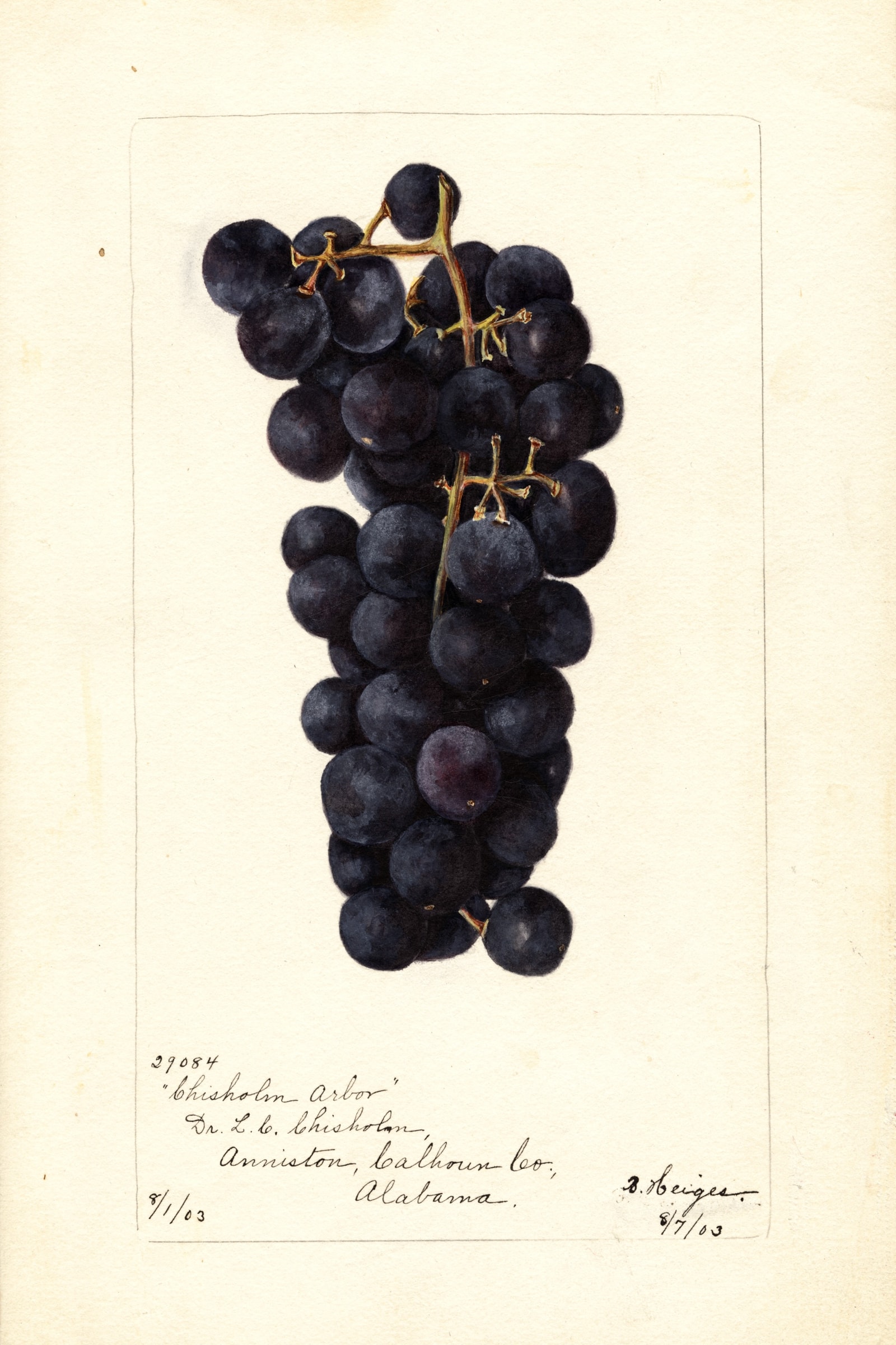 Chisholm Arbor Grape