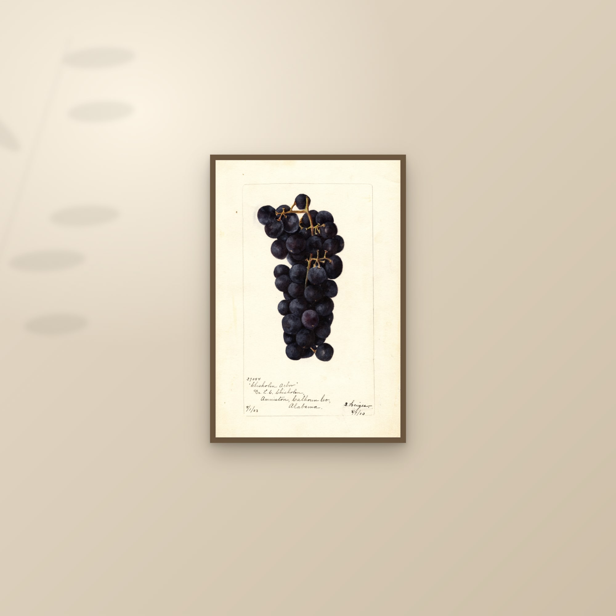 Chisholm Arbor Grape — framed and styled on a sunlit wall