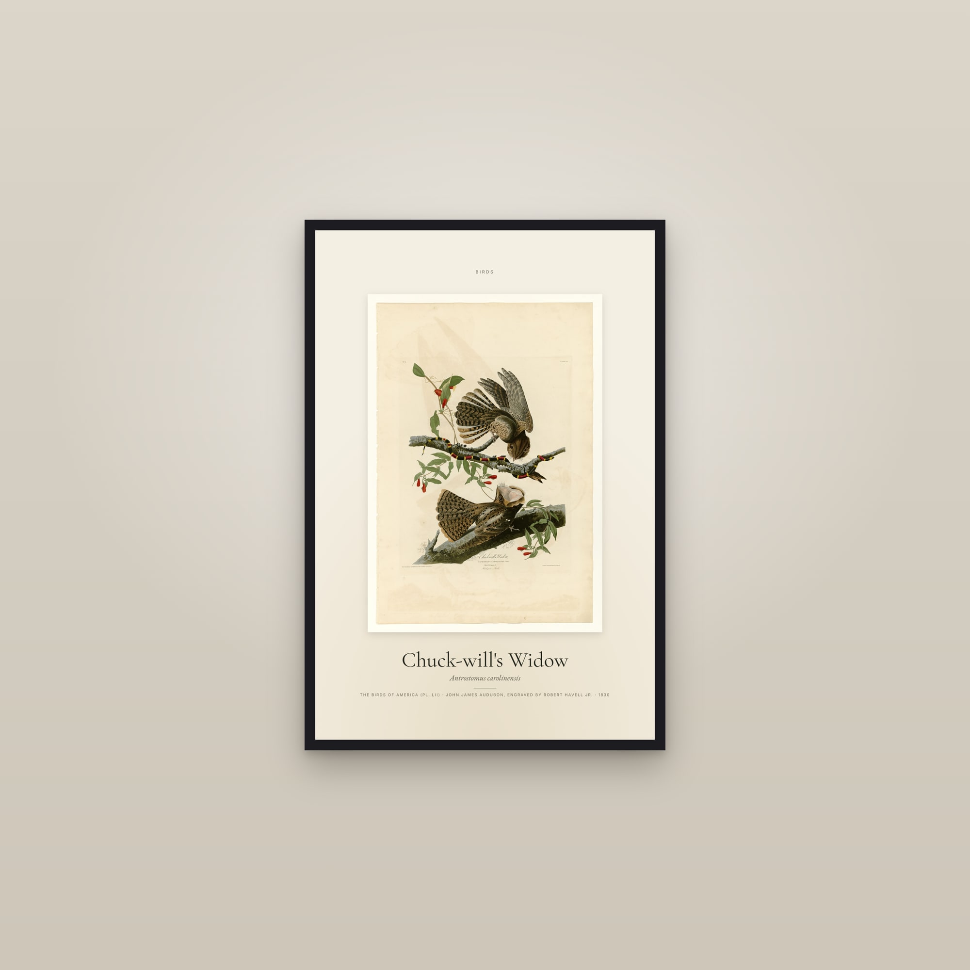 Chuck-will's Widow — Specimen — framed in a gallery setting