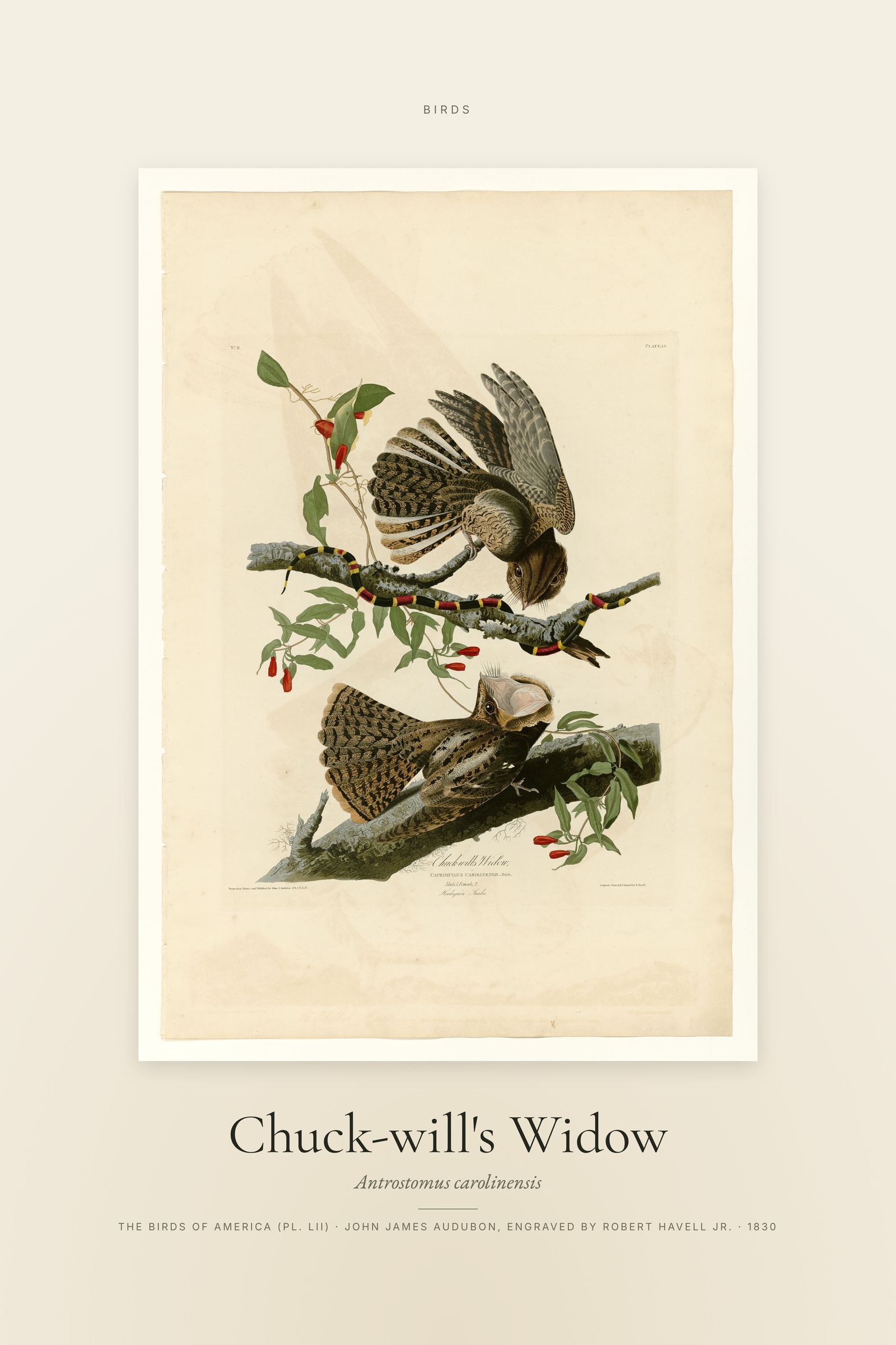 Chuck-will's Widow — Specimen