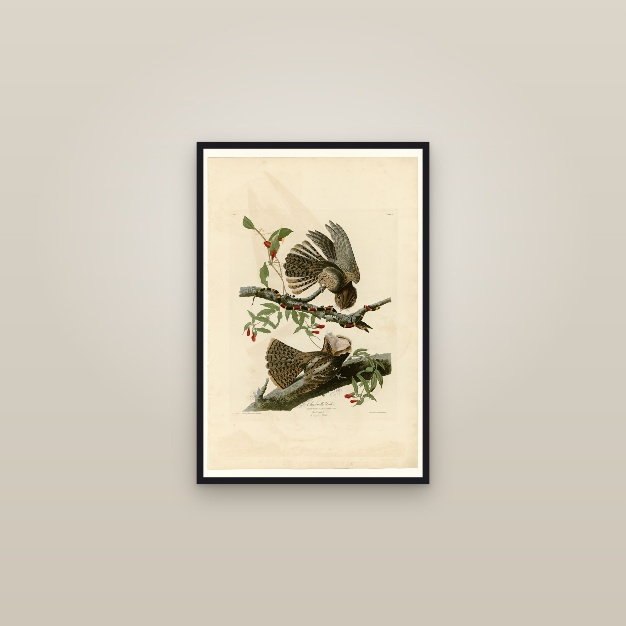 Chuck-will's Widow — framed in a gallery setting
