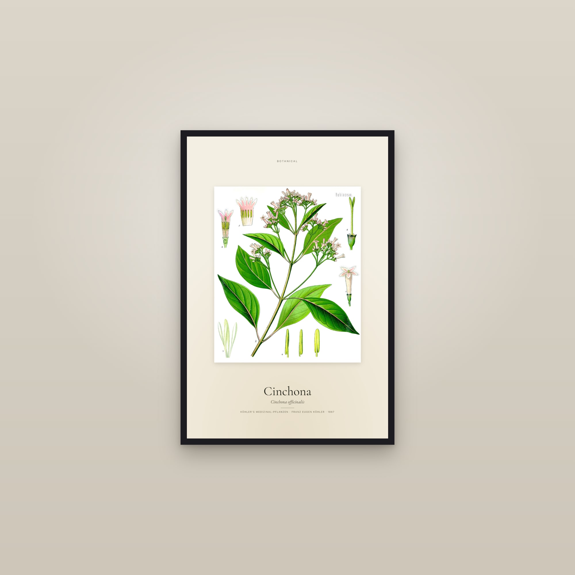 Cinchona — Specimen — framed in a gallery setting