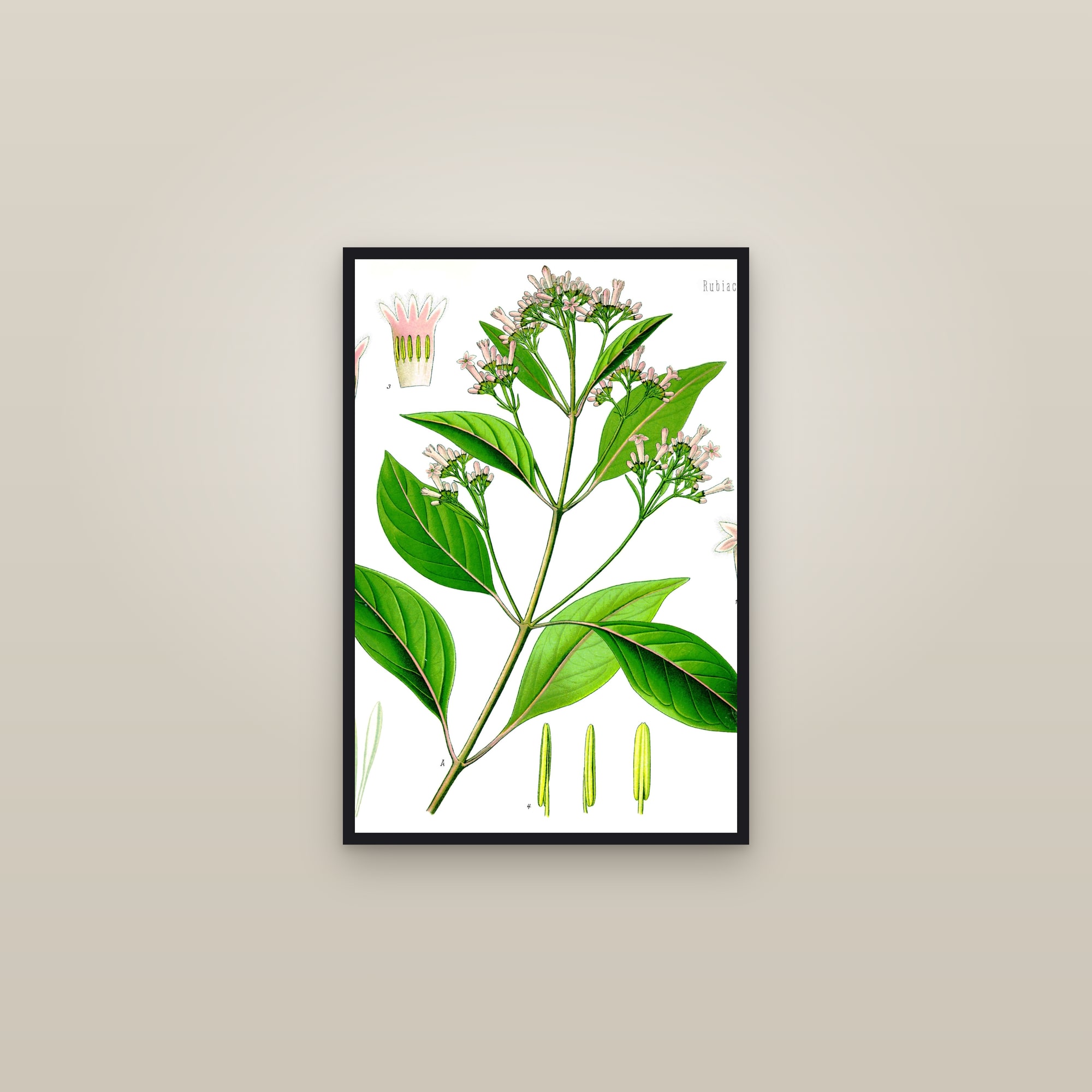 Cinchona — framed in a gallery setting