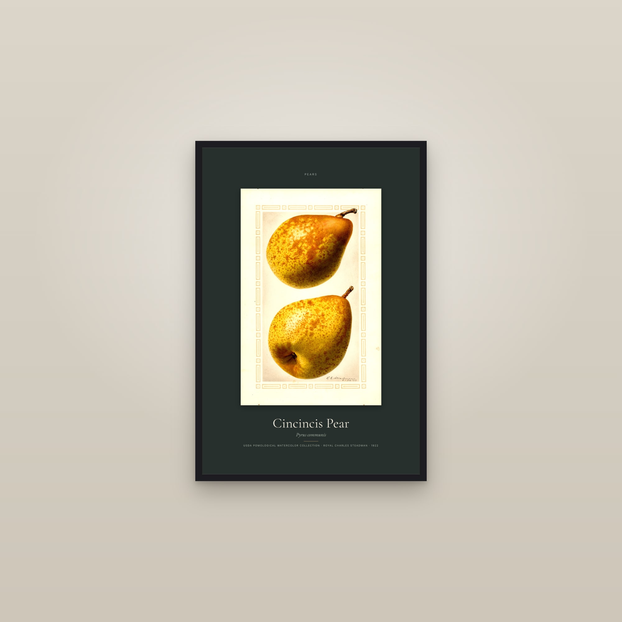 Cincincis Pear — Specimen — framed in a gallery setting