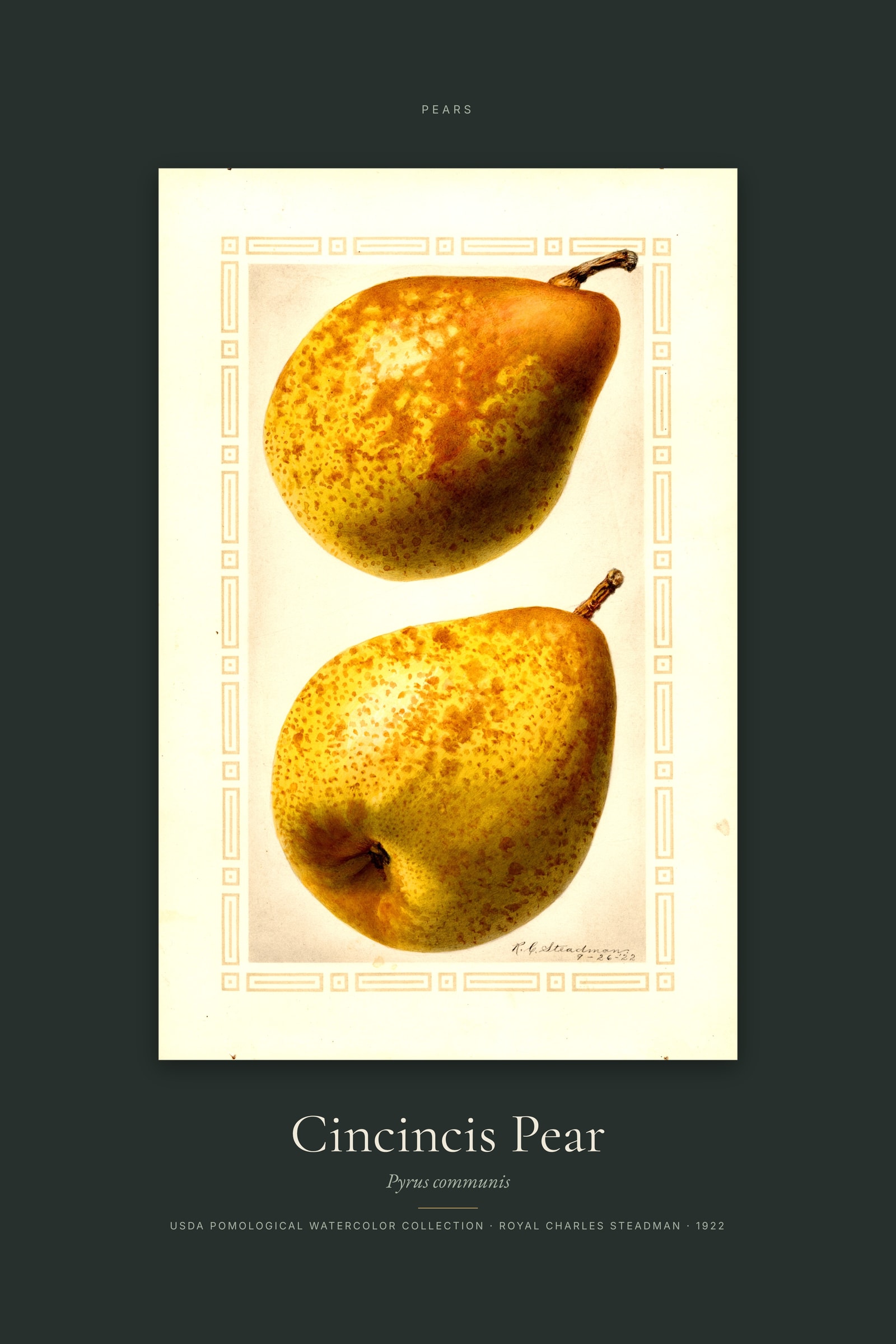 Cincincis Pear — Specimen