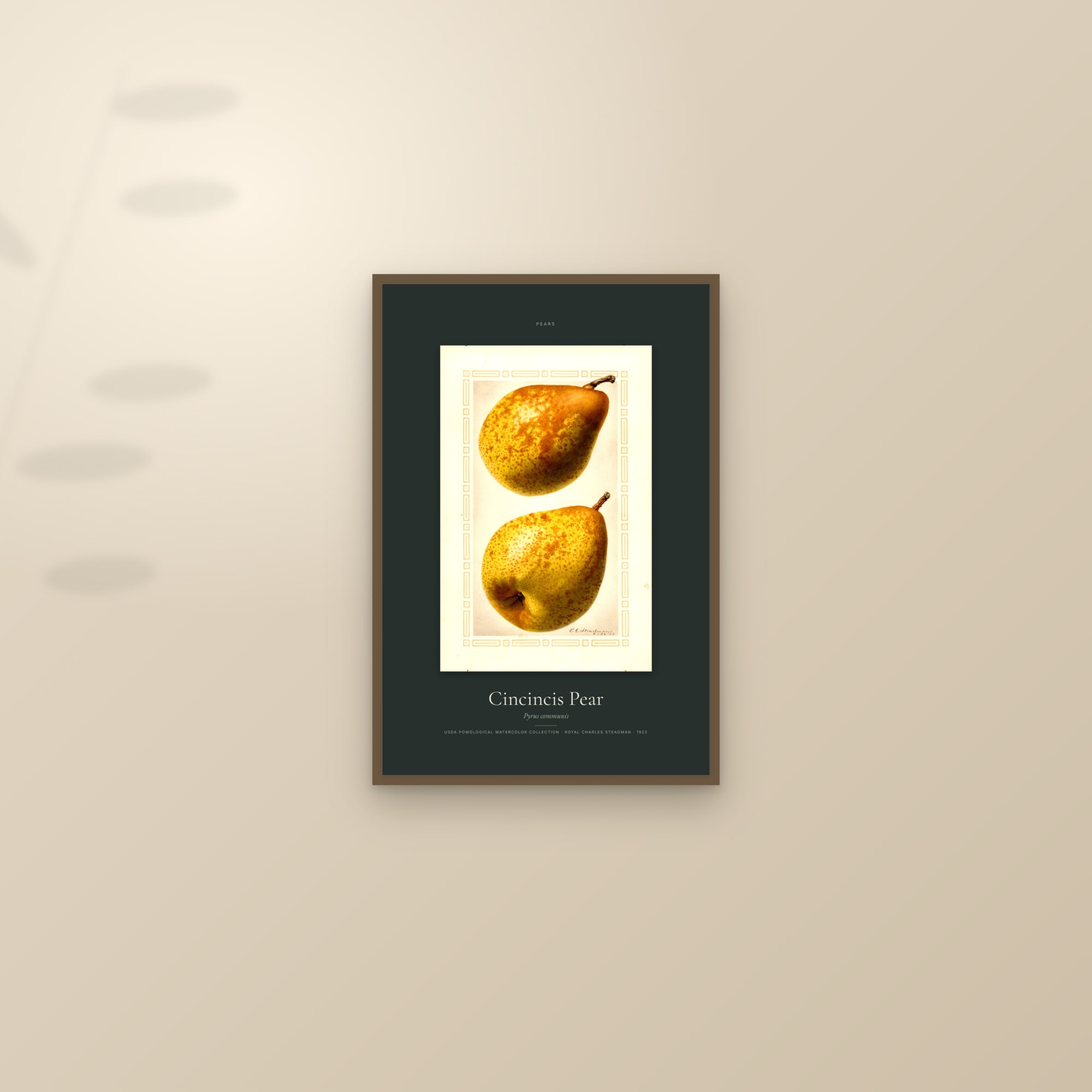 Cincincis Pear — Specimen — framed and styled on a sunlit wall