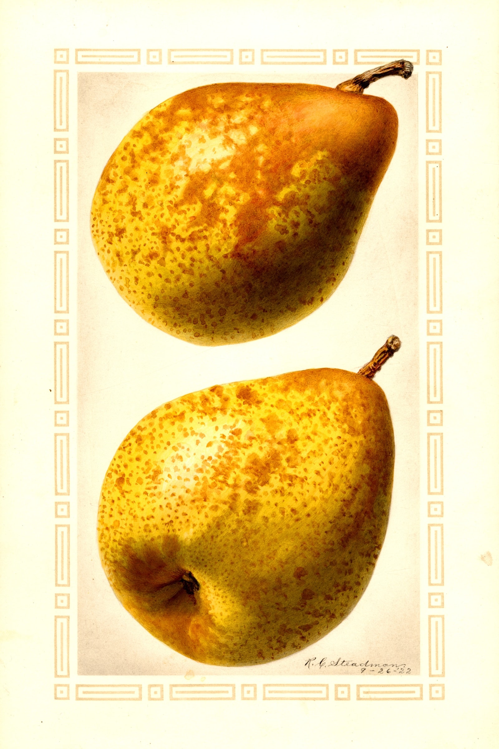 Cincincis Pear