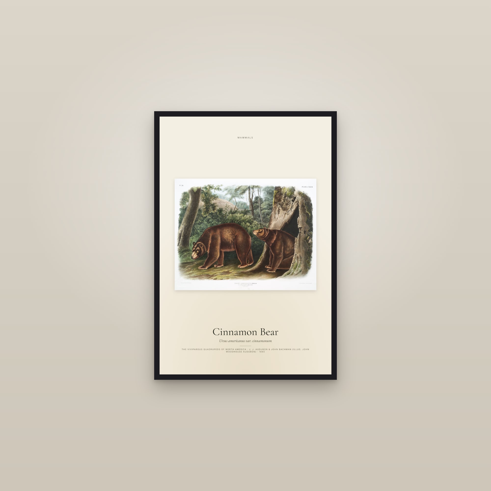 Cinnamon Bear — framed in a gallery setting