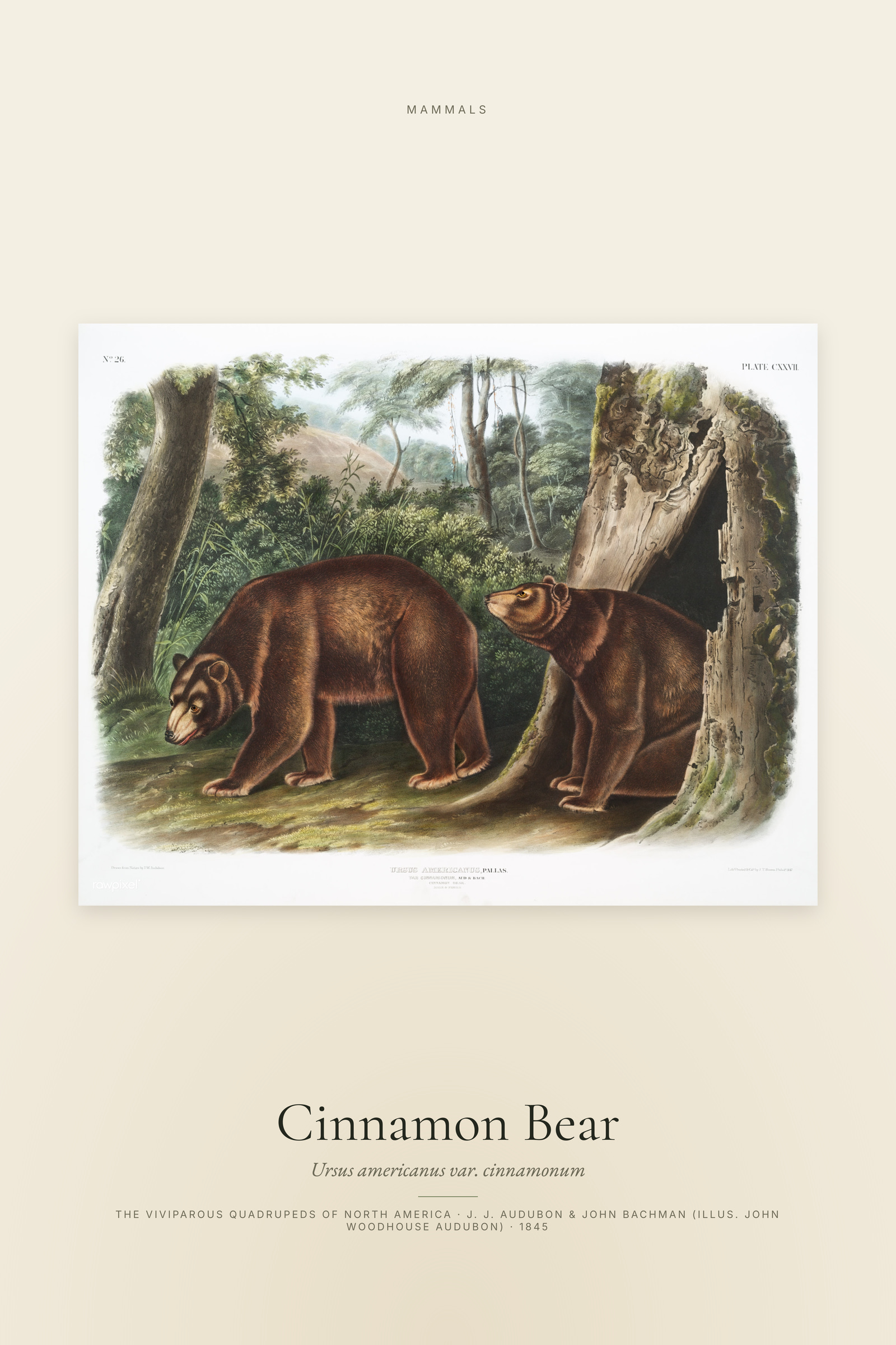 Cinnamon Bear