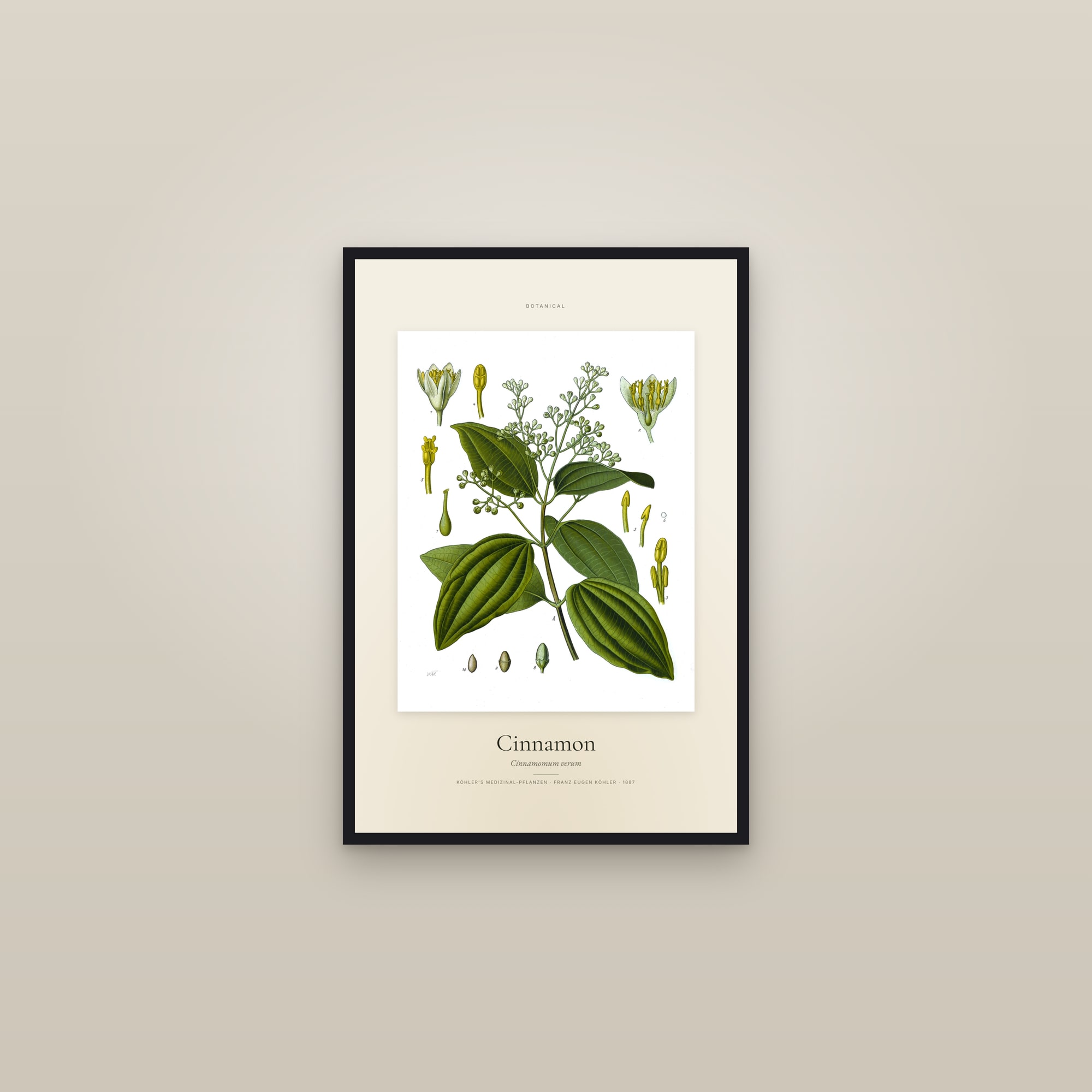 Cinnamon (Köhler) — Specimen — framed in a gallery setting