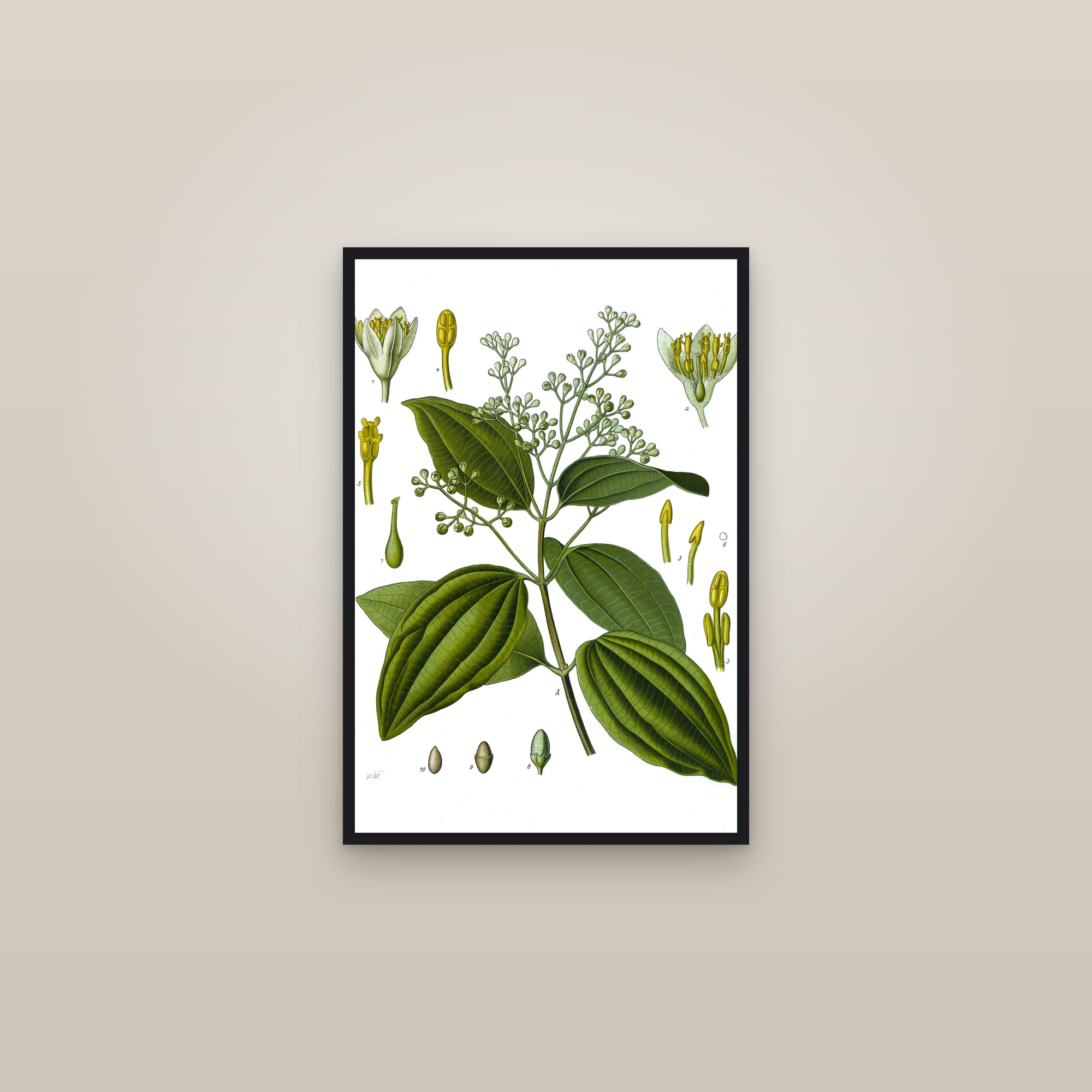 Cinnamon (Köhler) — framed in a gallery setting