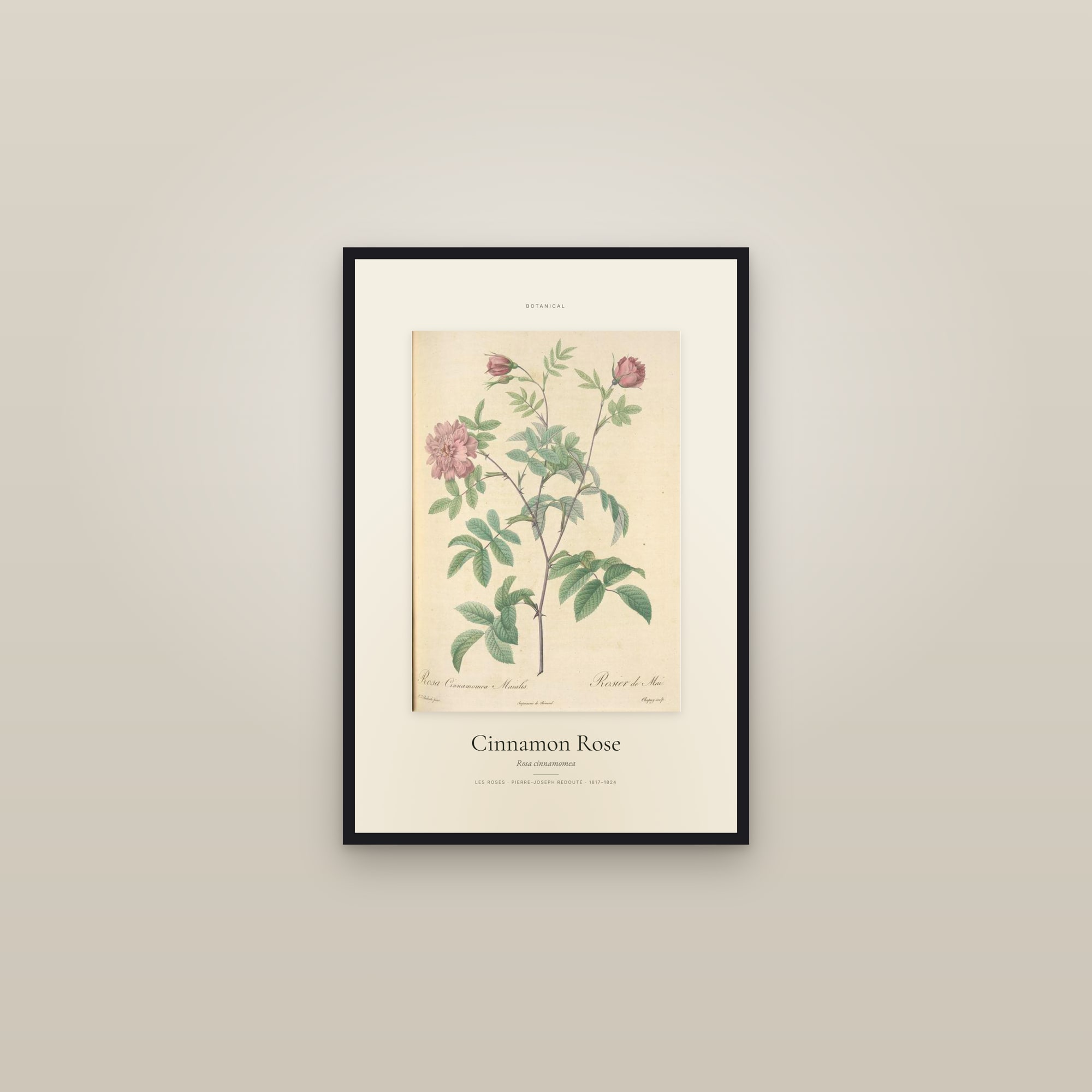 Cinnamon Rose — Specimen — framed in a gallery setting