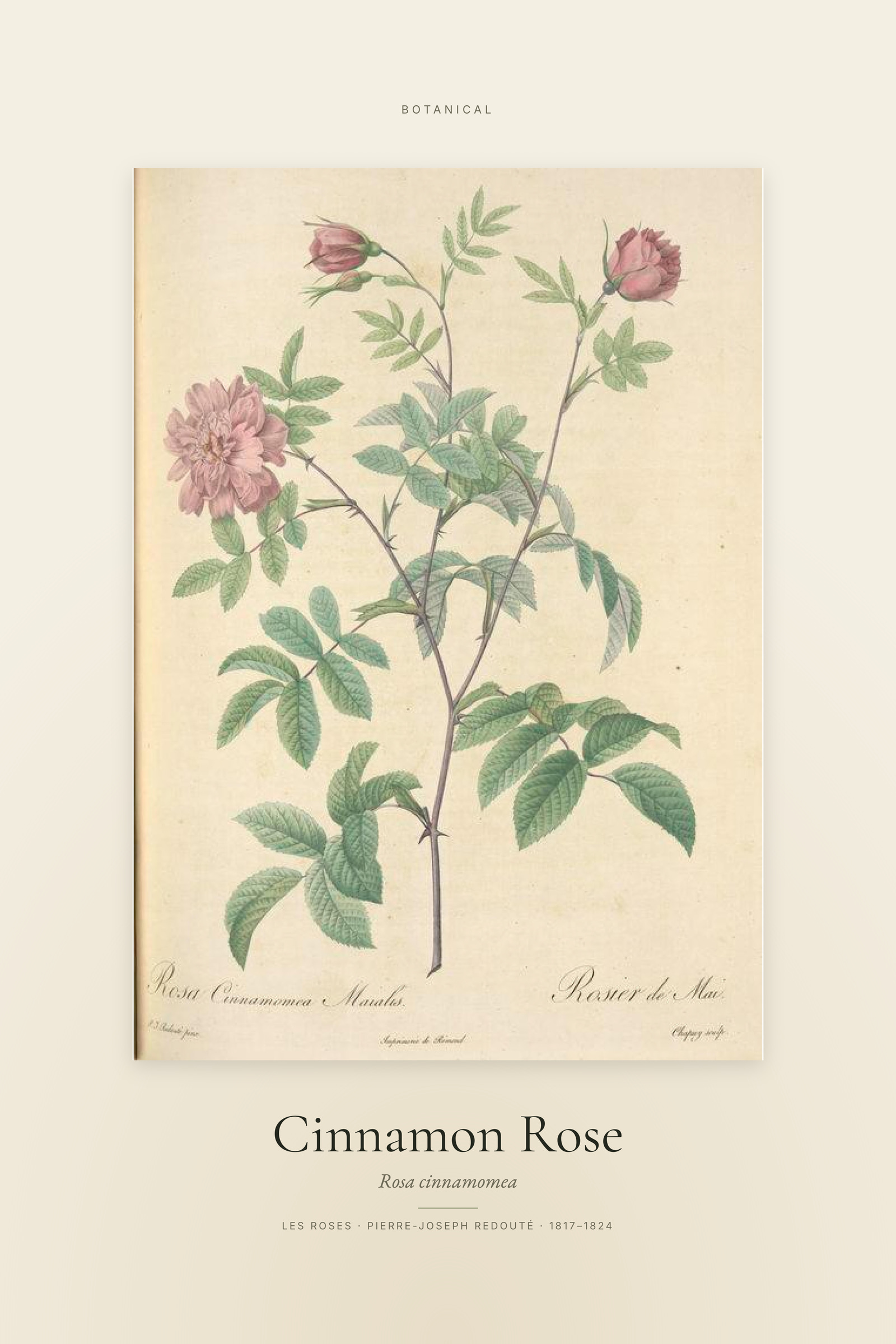 Cinnamon Rose — Specimen