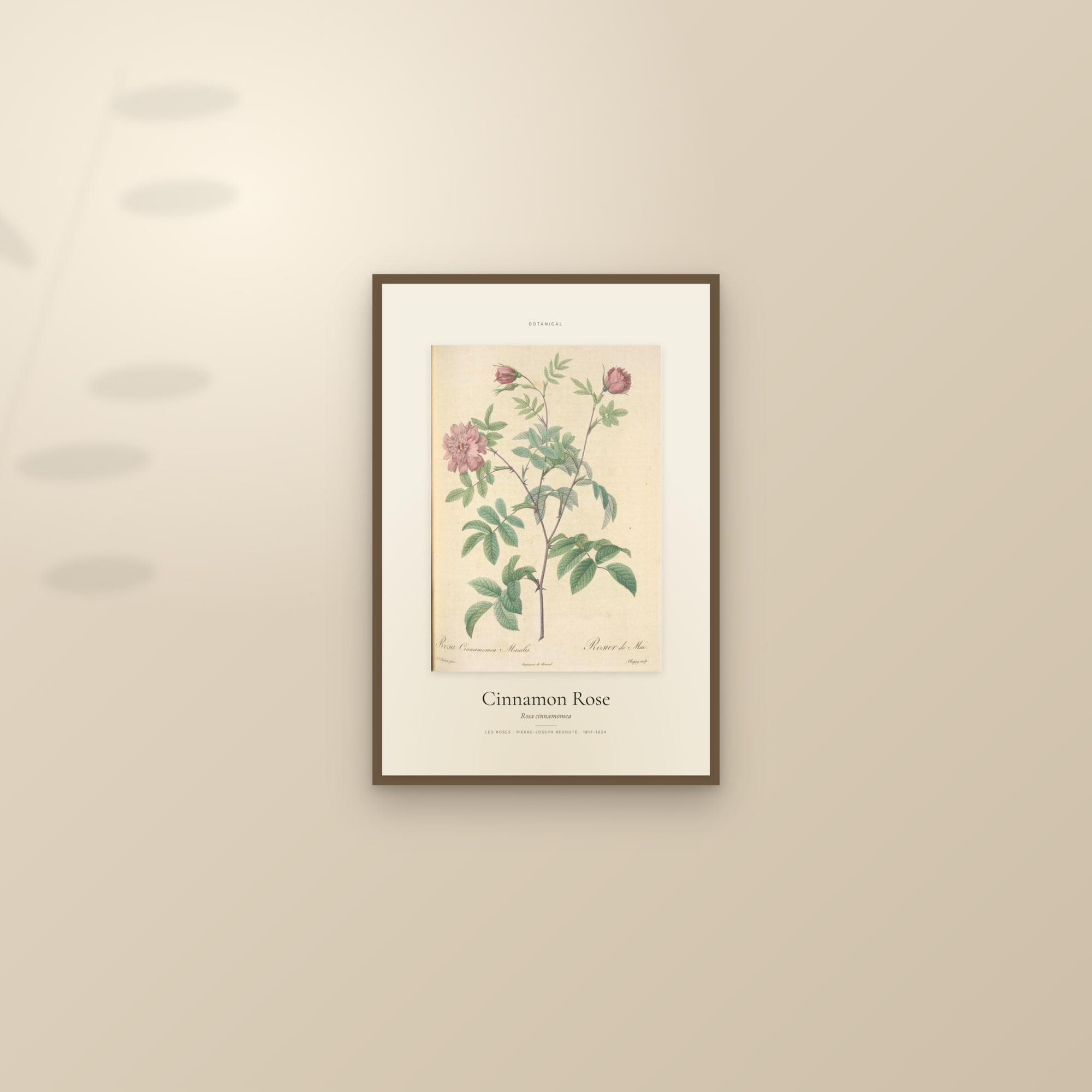 Cinnamon Rose — Specimen — framed and styled on a sunlit wall