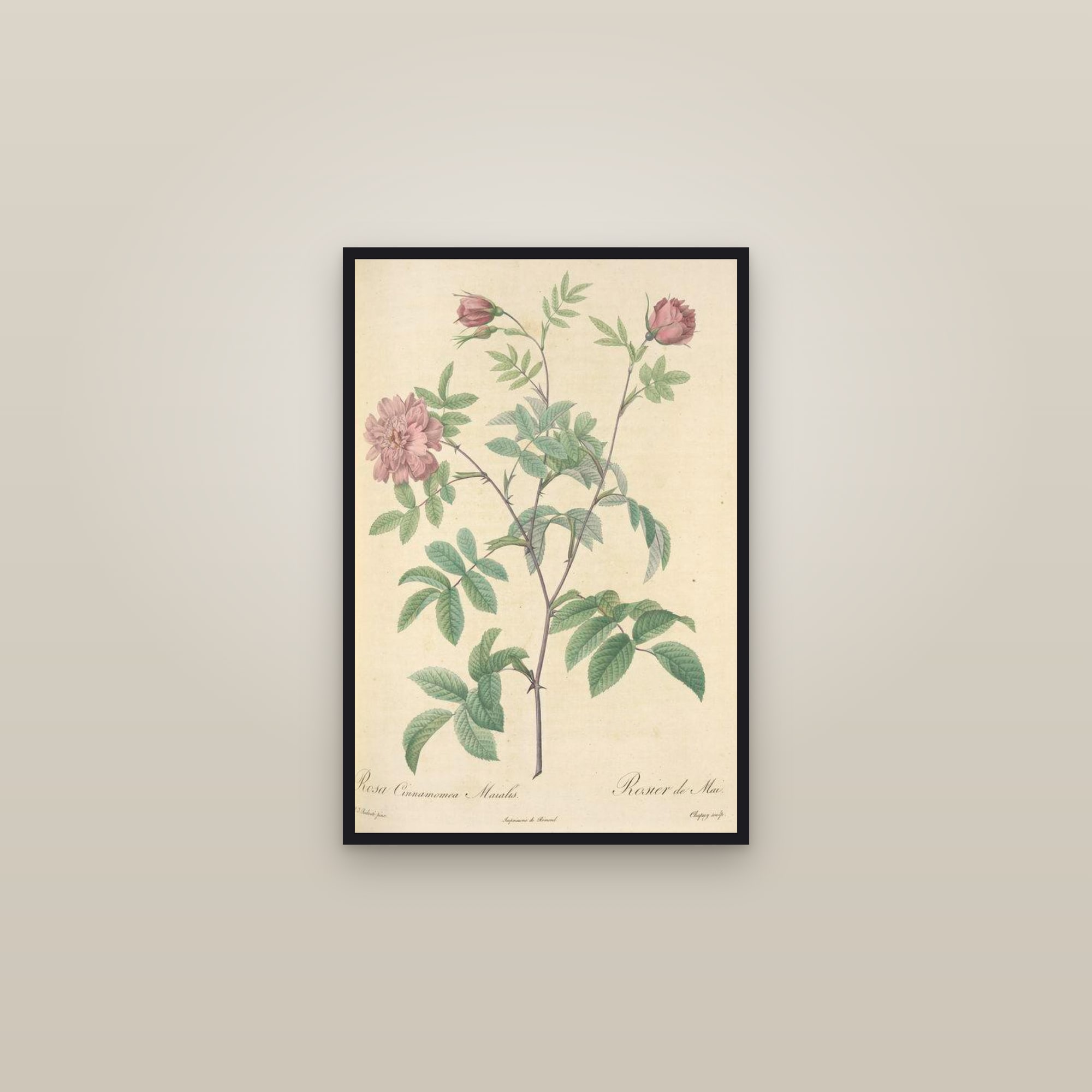 Cinnamon Rose — framed in a gallery setting