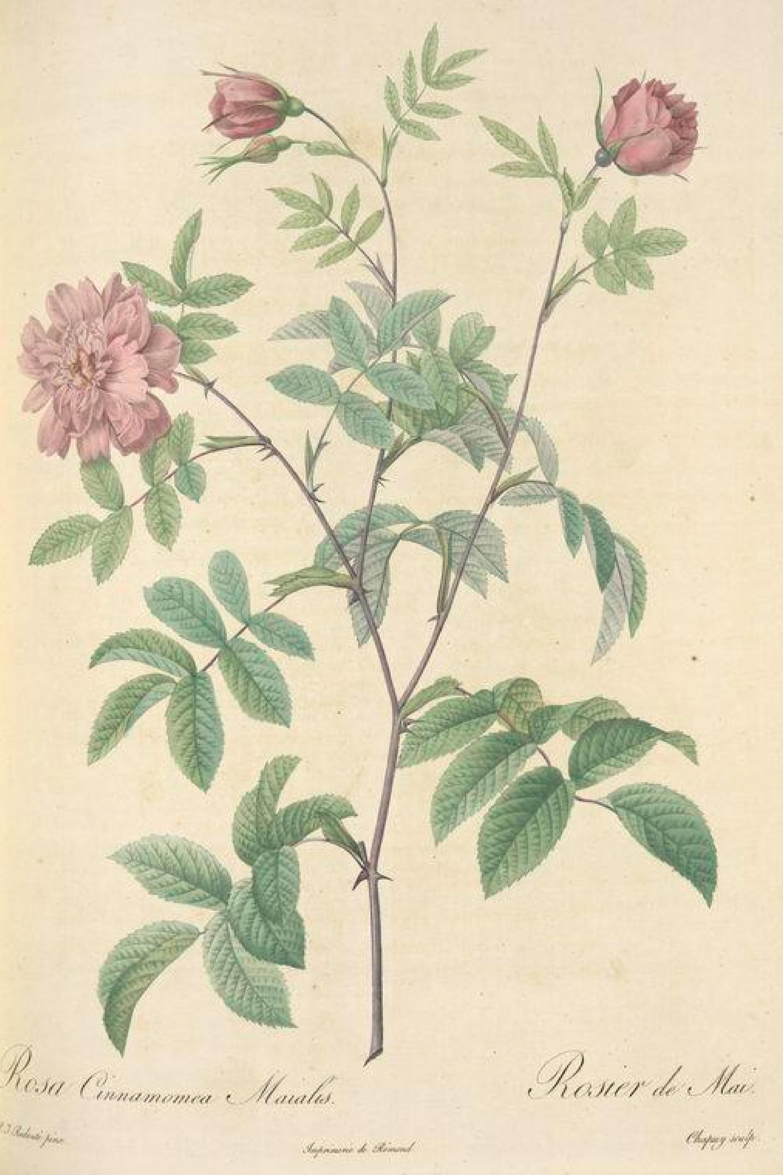 Cinnamon Rose