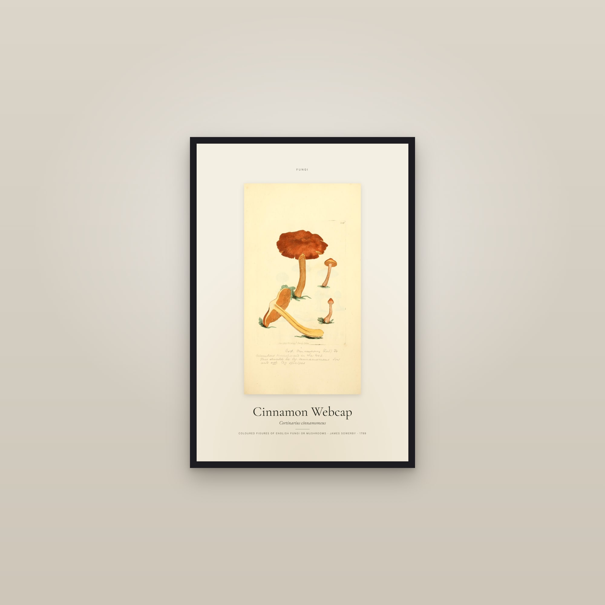 Cinnamon Webcap — Specimen — framed in a gallery setting