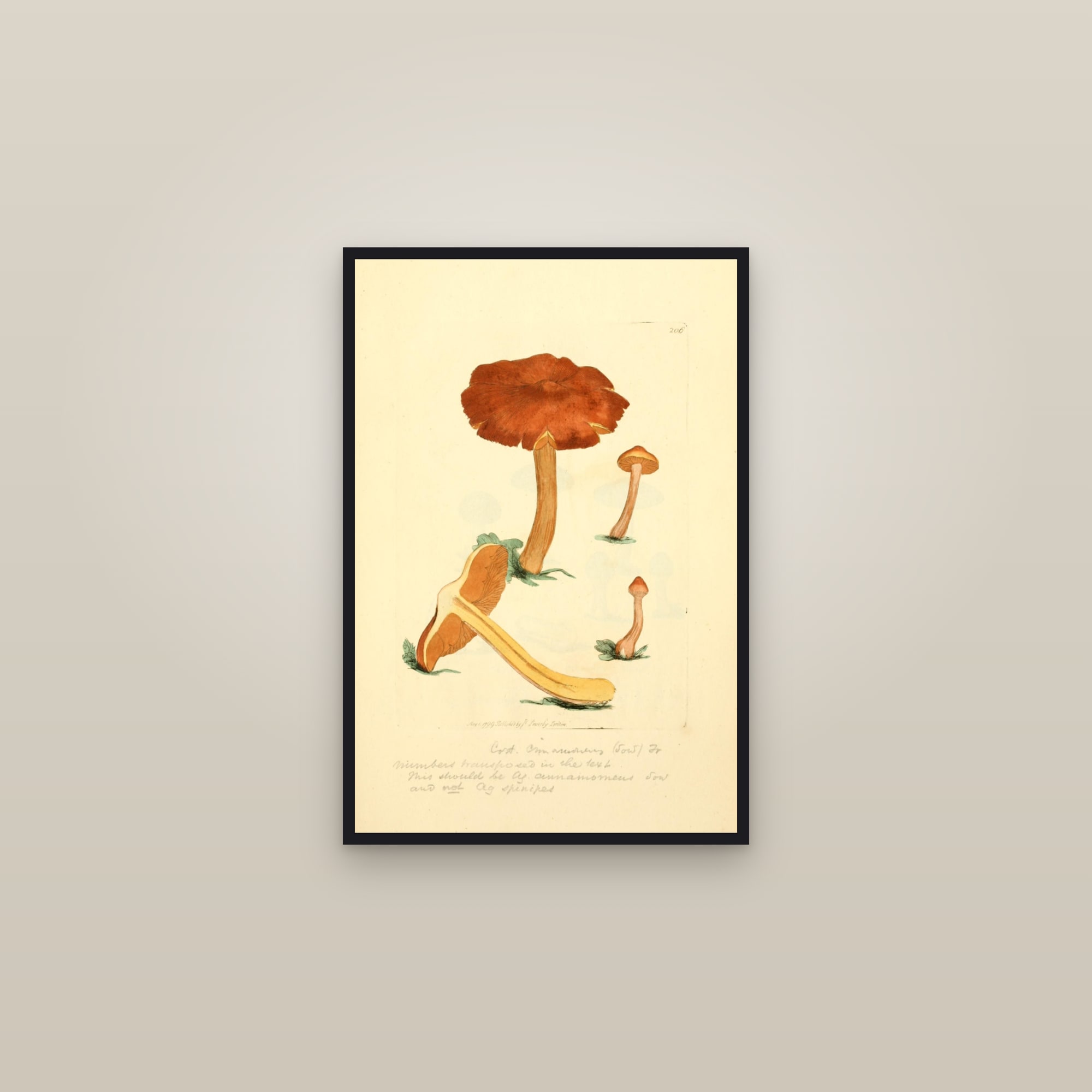 Cinnamon Webcap — framed in a gallery setting