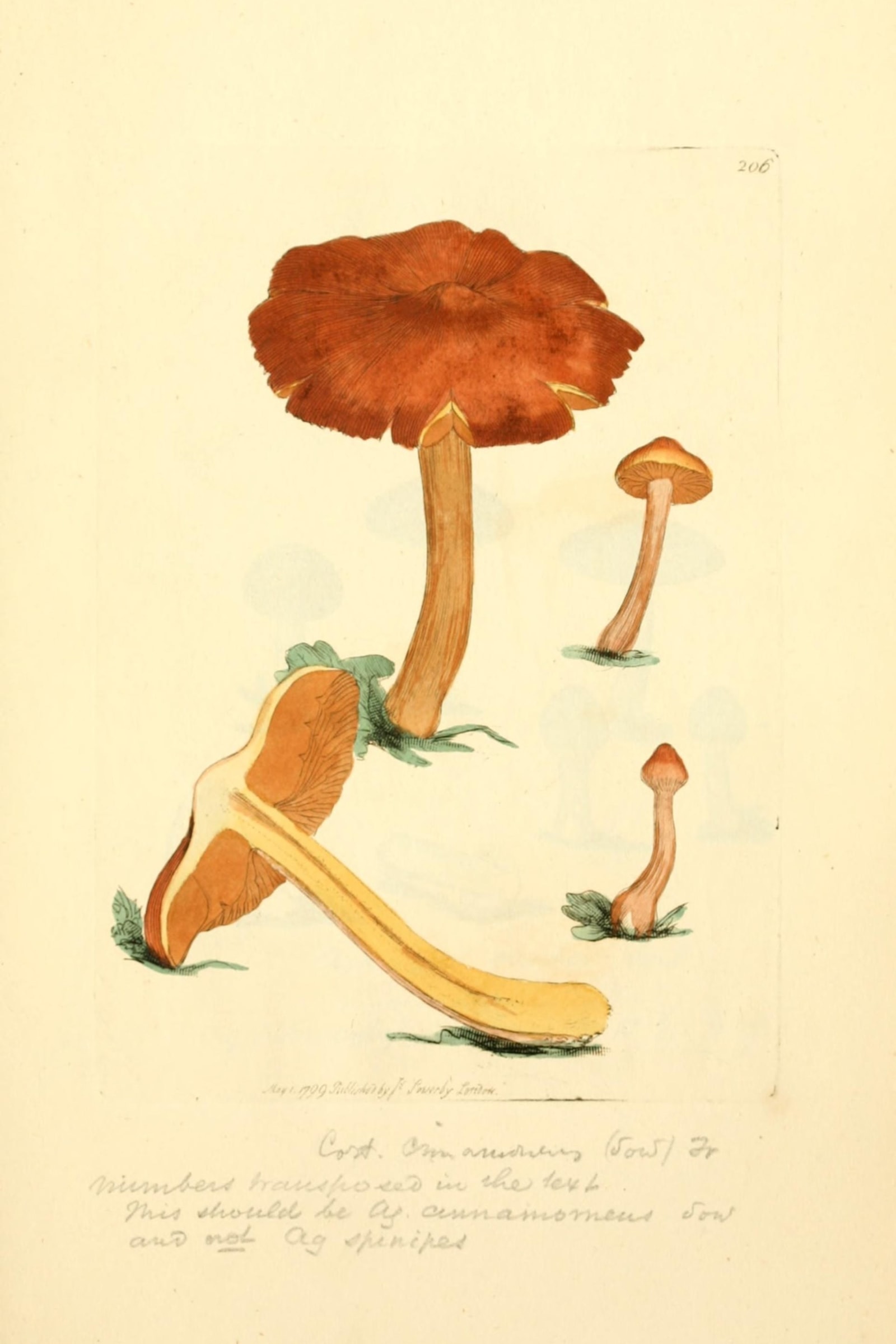 Cinnamon Webcap